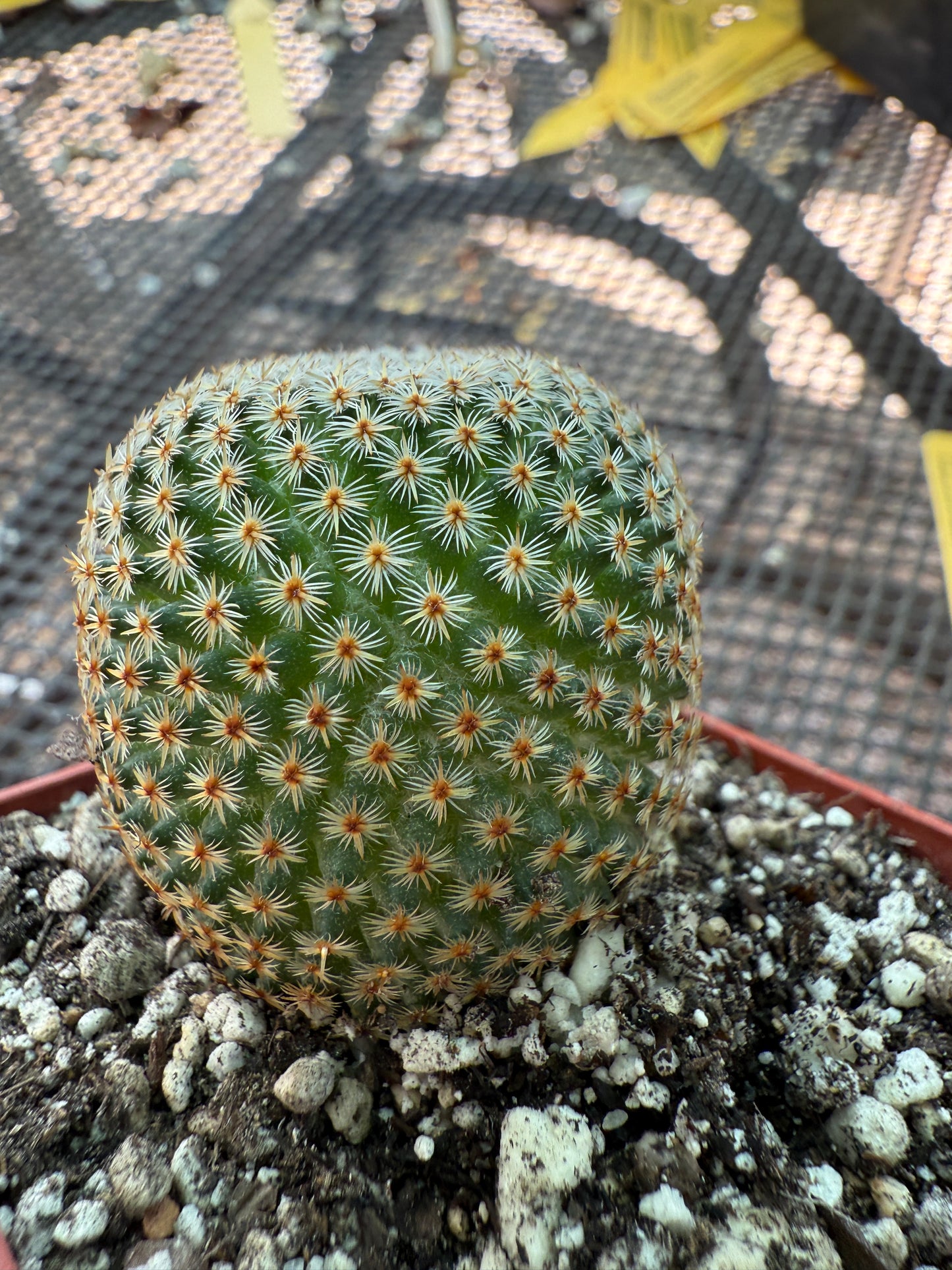 Mammillaria crucigera rare cactus nice size 1786