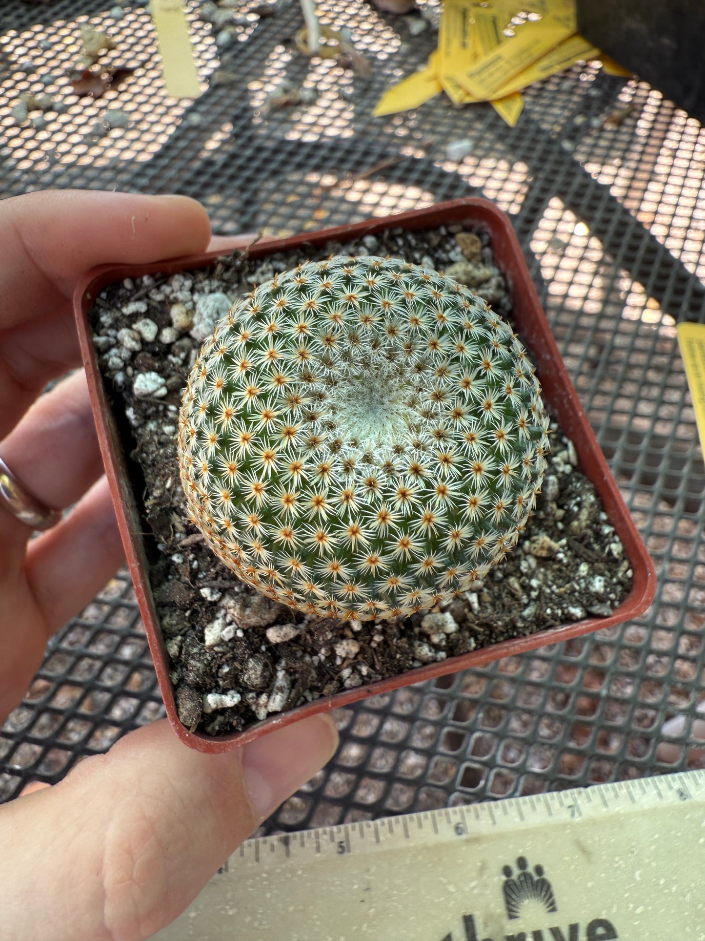 Mammillaria crucigera rare cactus nice size 1786