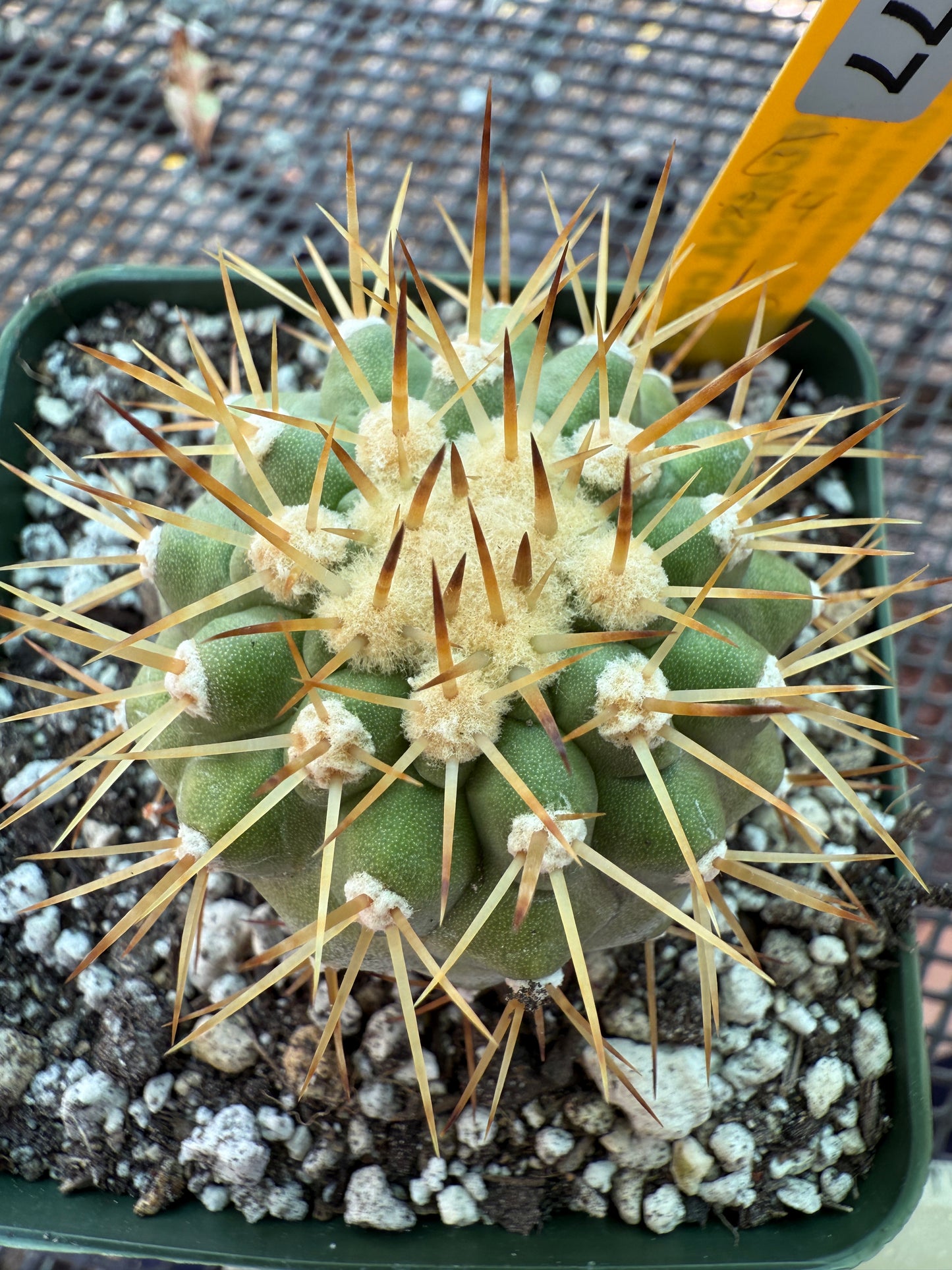 Copiapoa columna alba white spines beautiful plant 1777