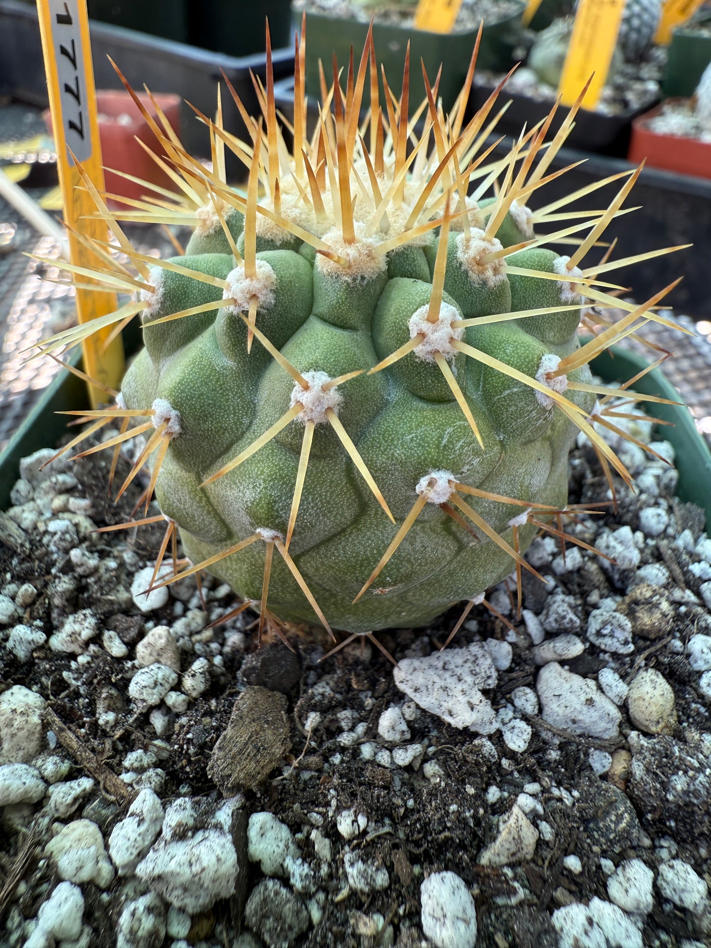 Copiapoa columna alba white spines beautiful plant 1777