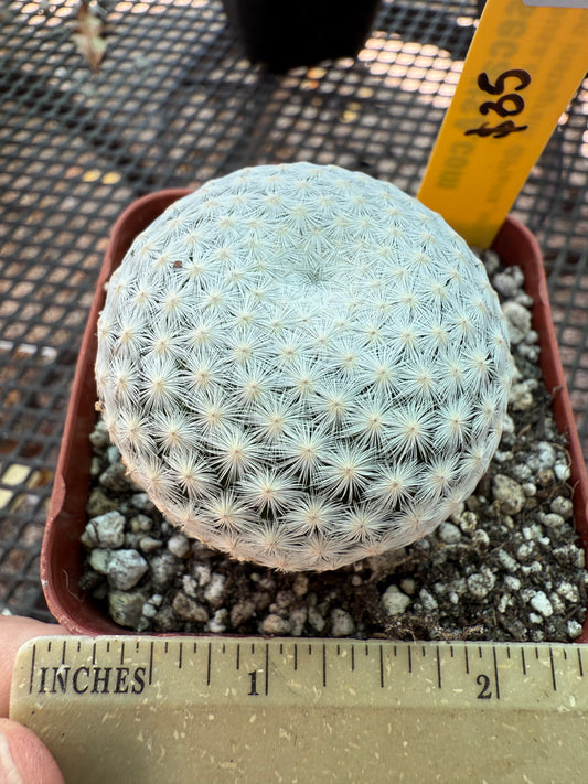 Mammillaria herrerae cactus in 2.5 inch pot 447