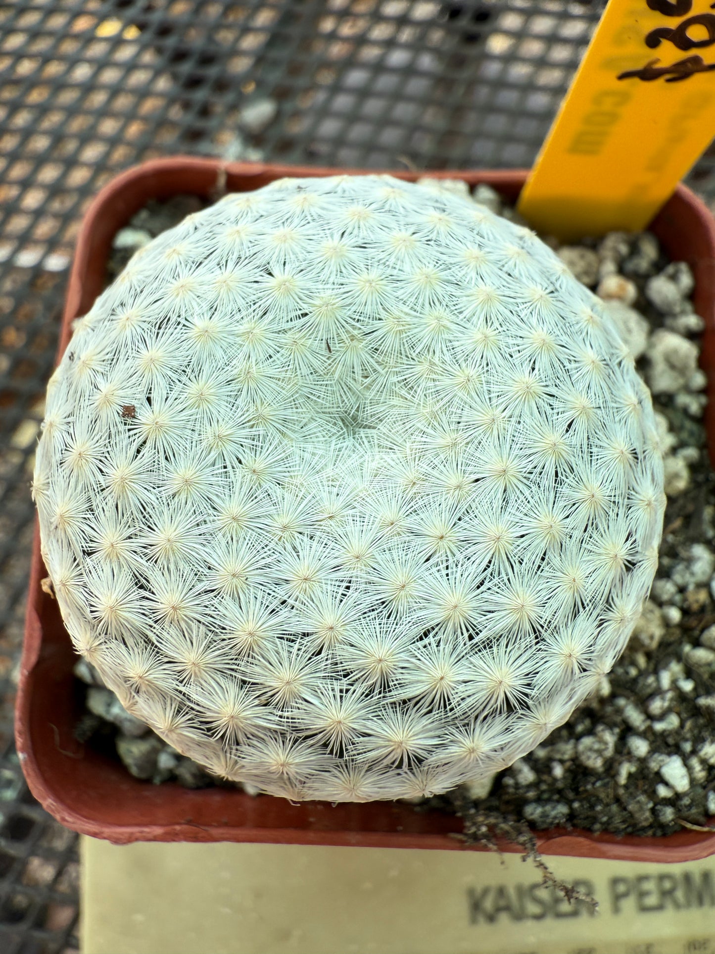 Mammillaria herrerae cactus in 2.5 inch pot 447