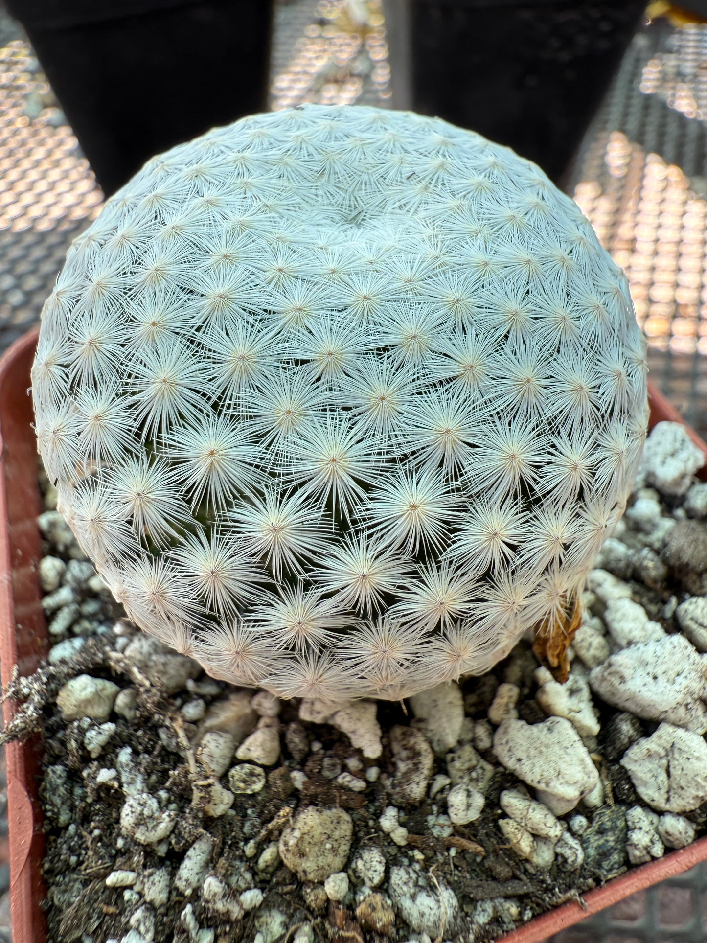 Mammillaria herrerae cactus in 2.5 inch pot 447
