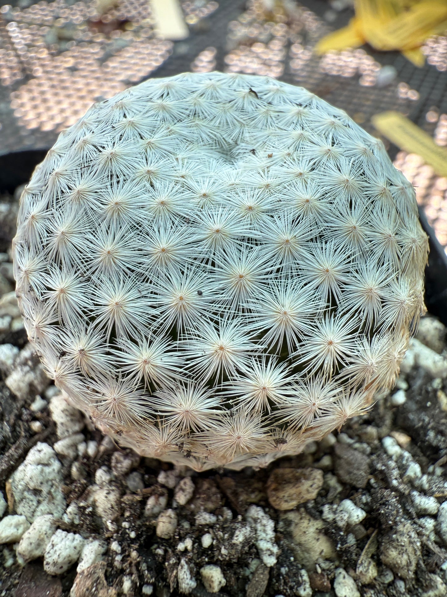 Mammillaria herrerae rare cactus 0093