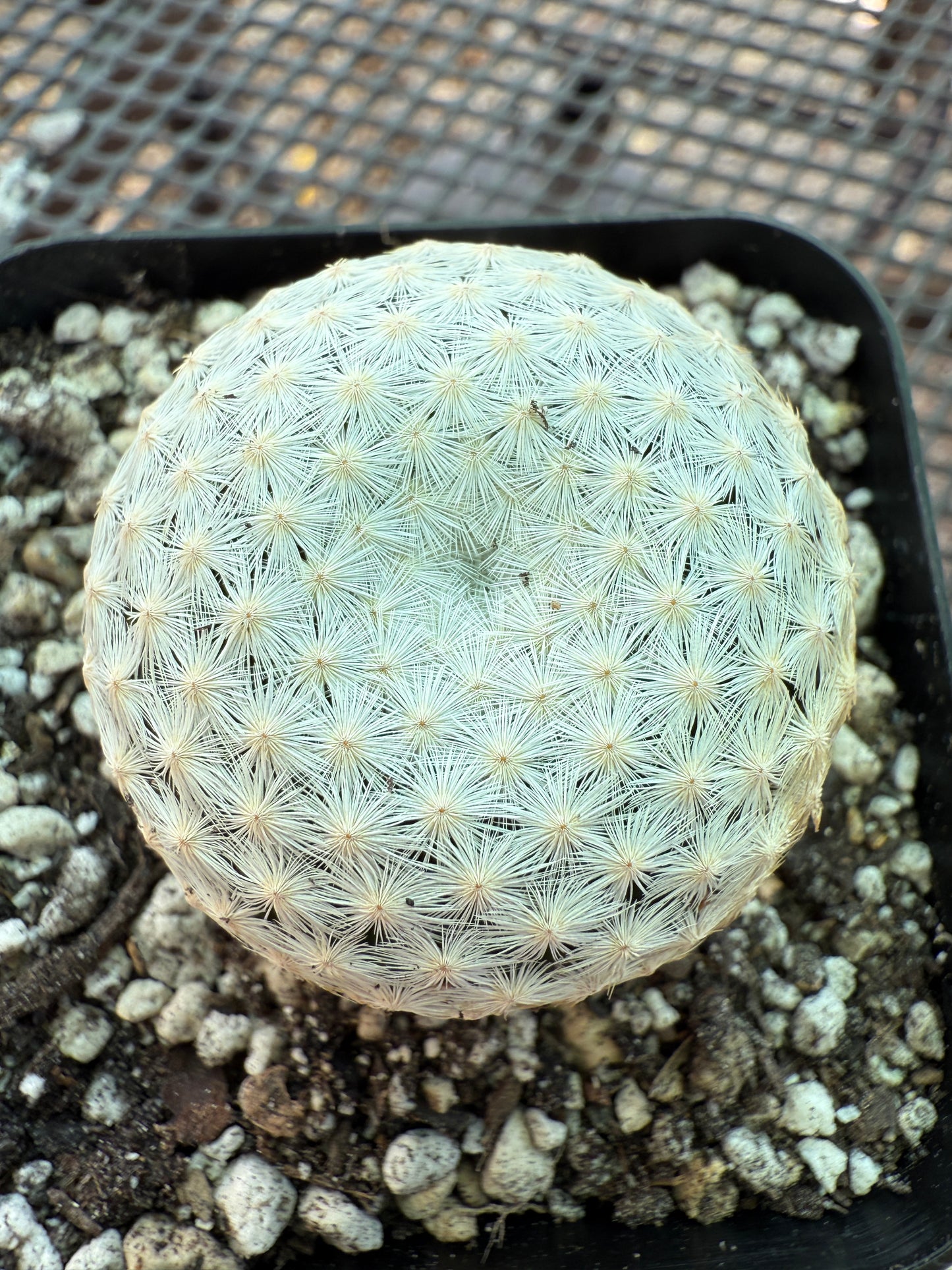 Mammillaria herrerae rare cactus 0093