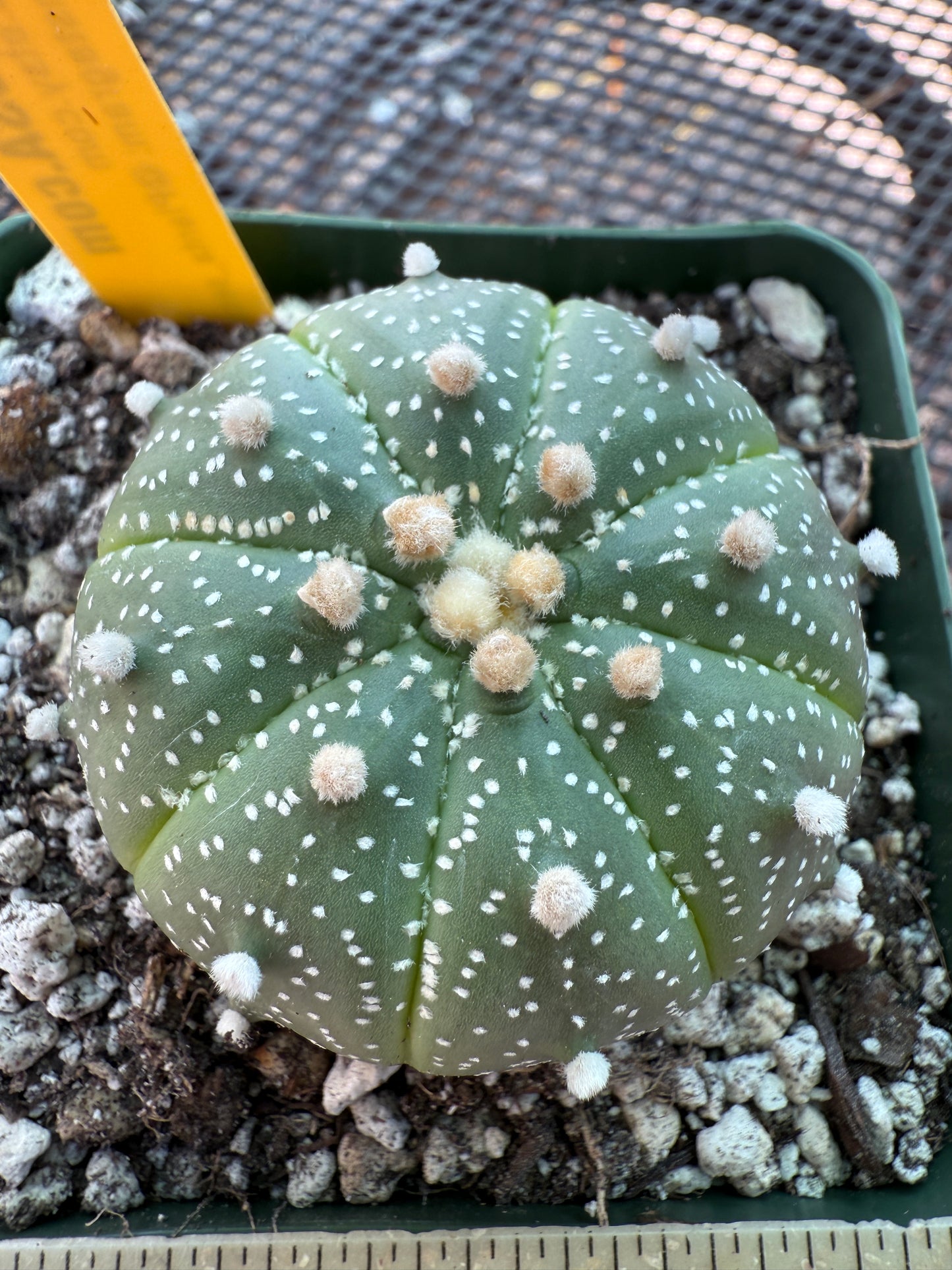 Astrophytum asterias cactus 159