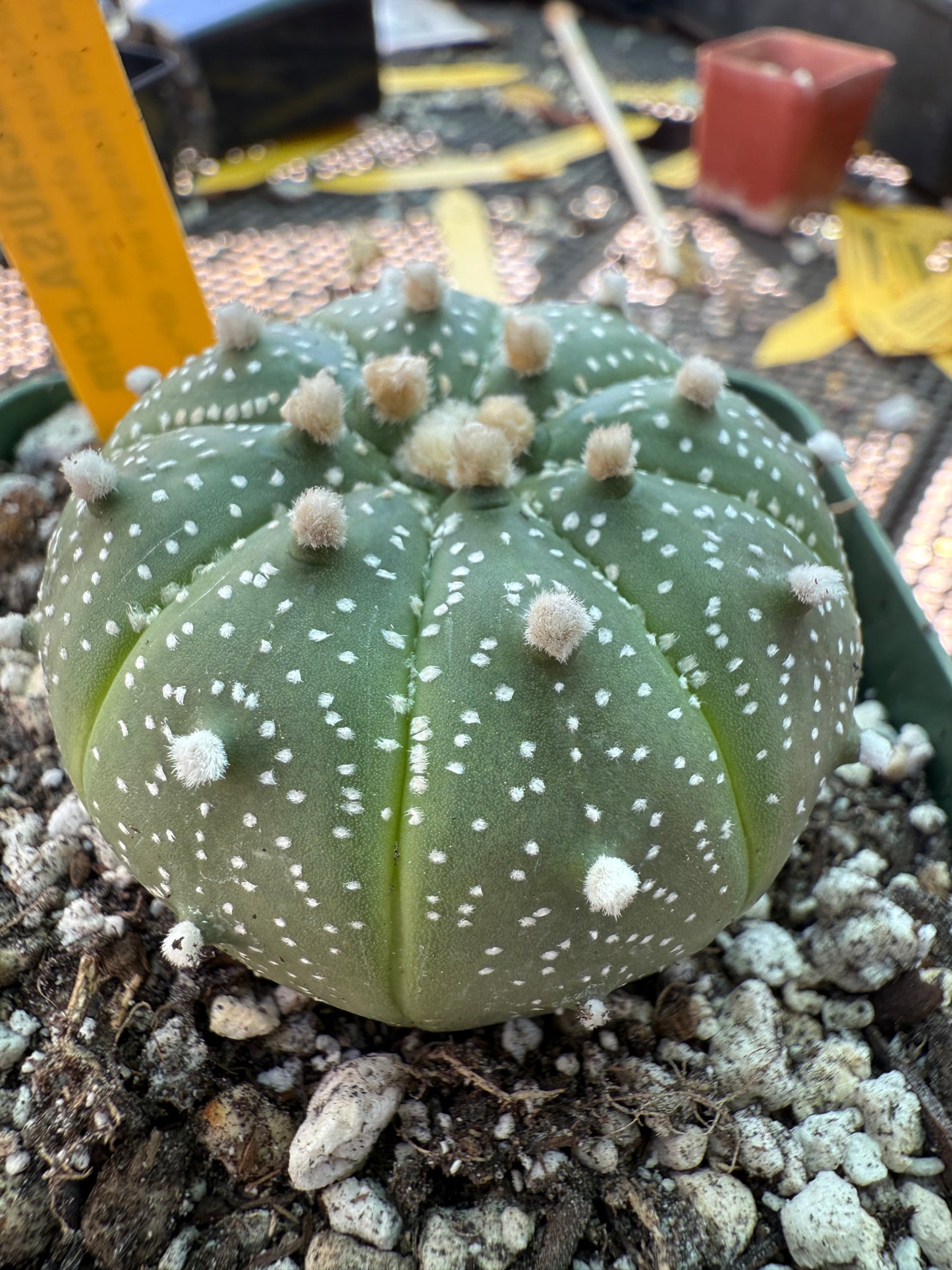 Astrophytum asterias cactus 159