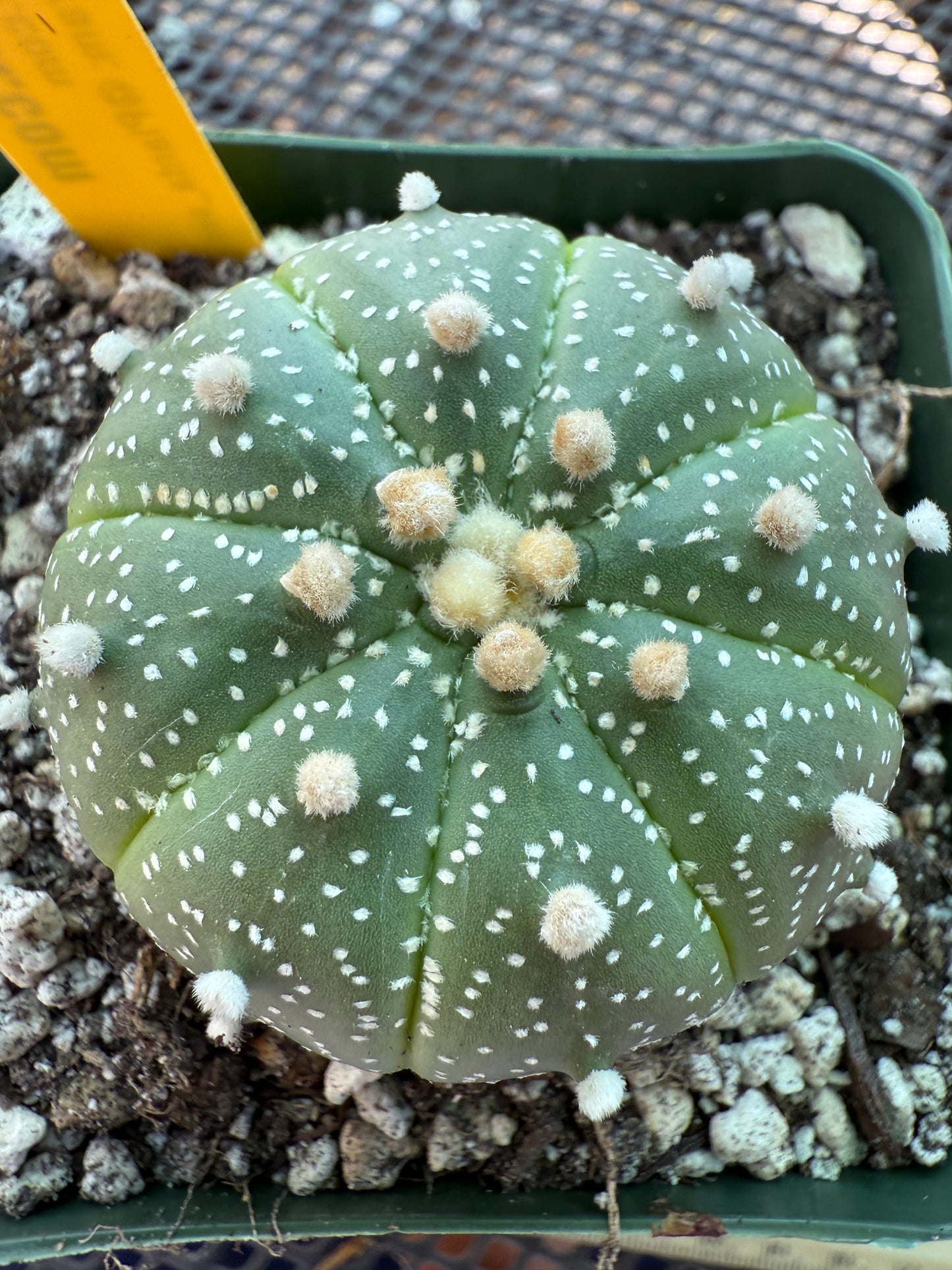 Astrophytum asterias cactus 159