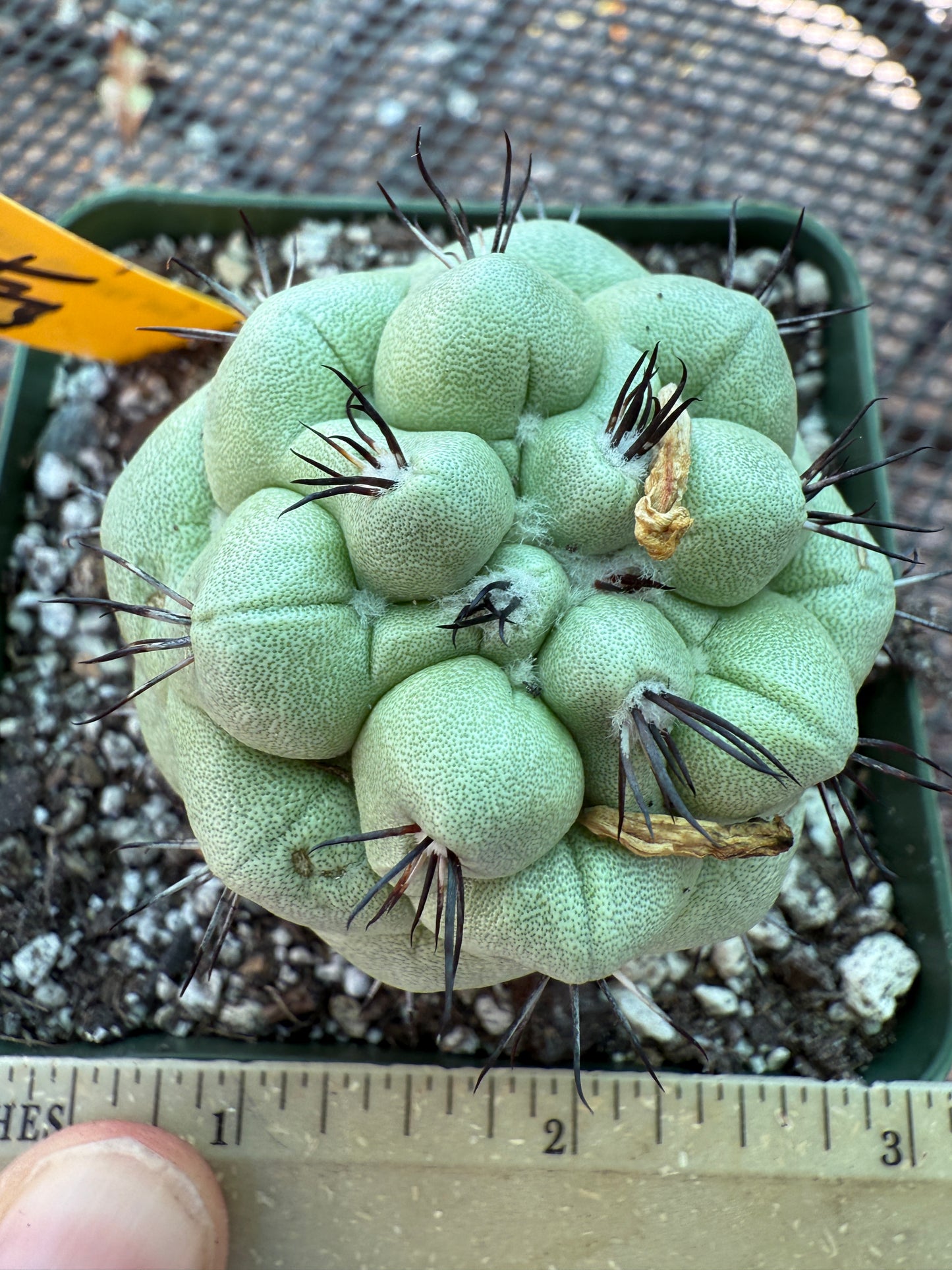 Ortegocactus macdougalii rare cactus nice size 159