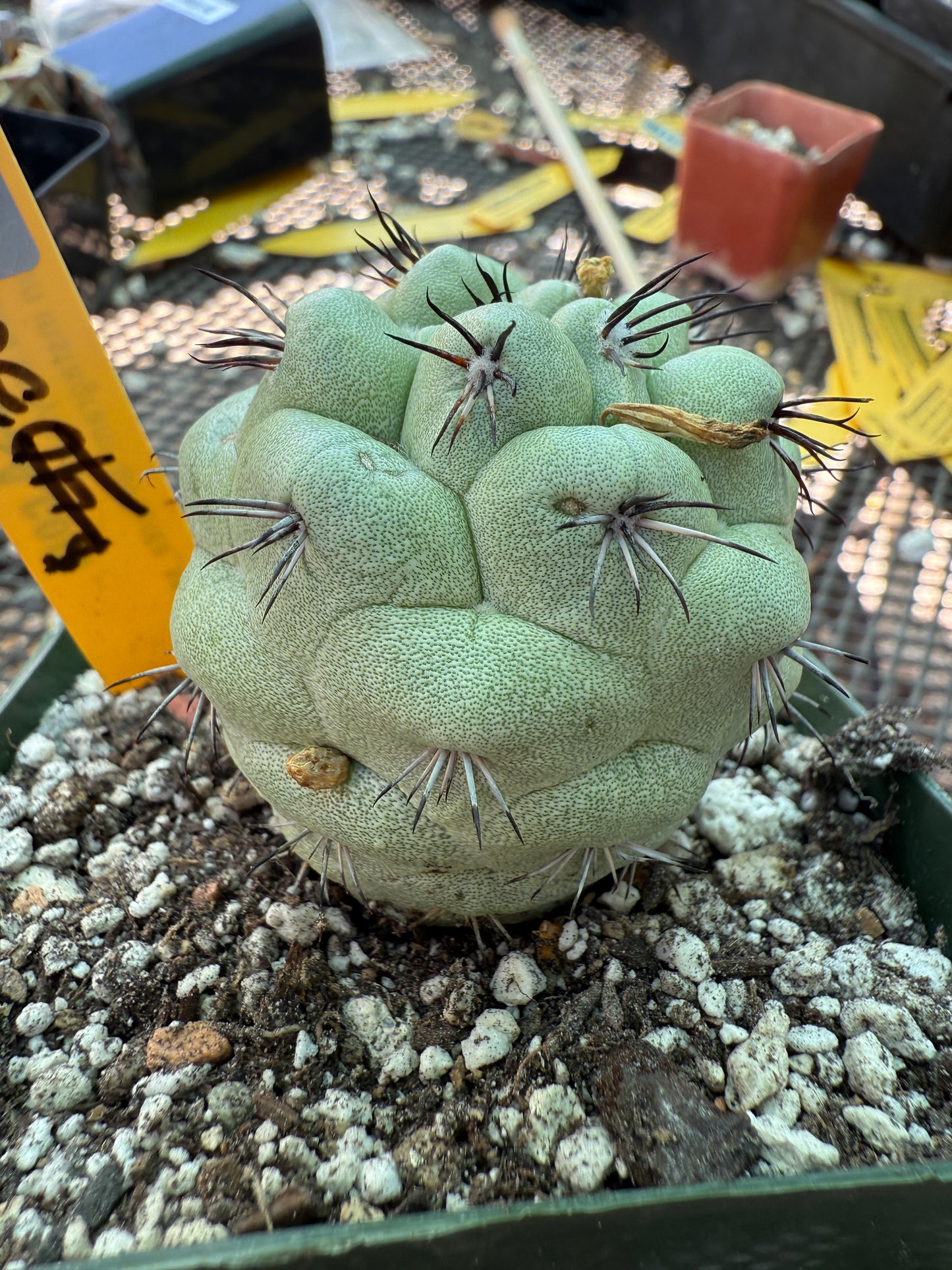 Ortegocactus macdougalii rare cactus nice size 159
