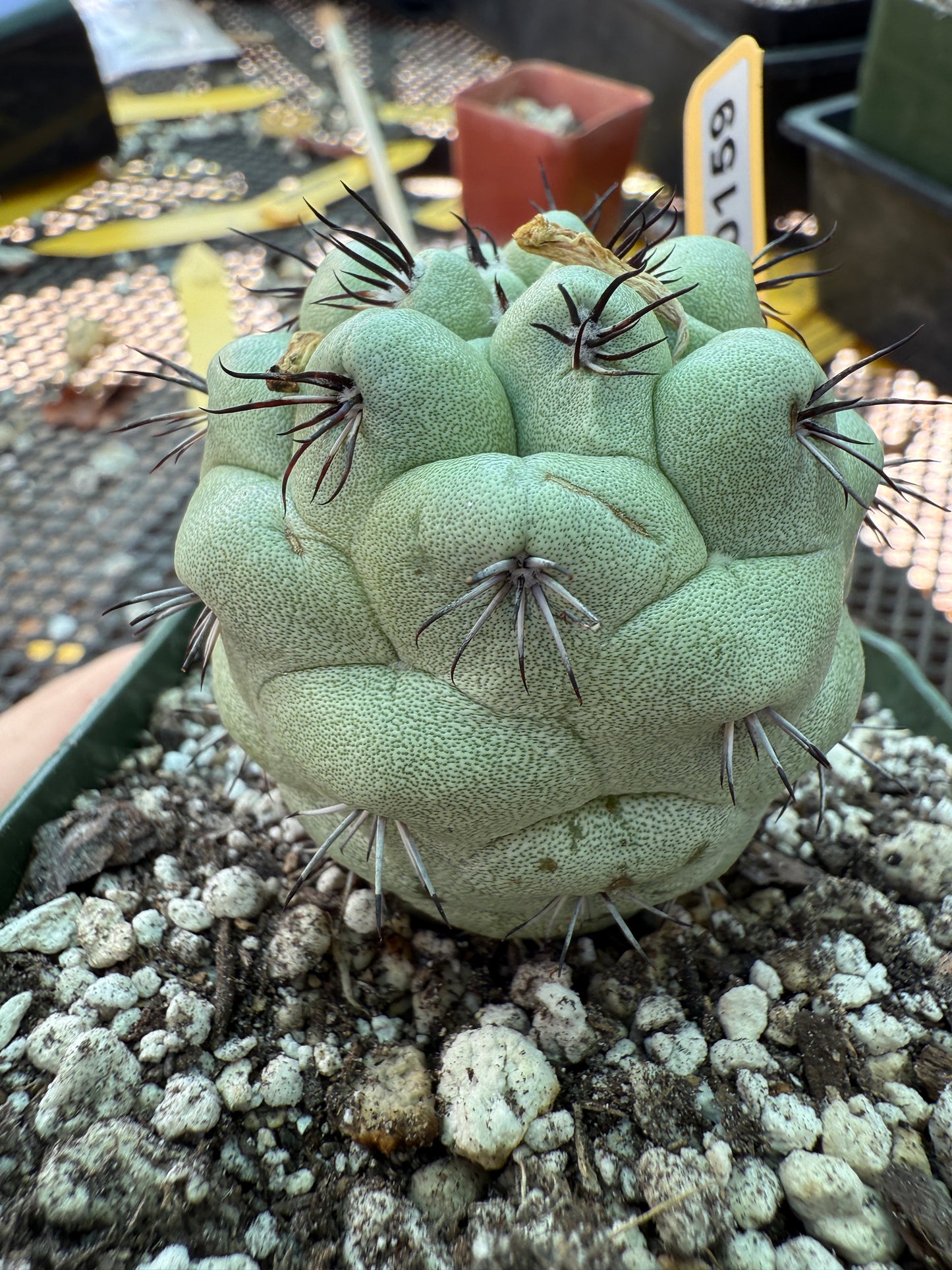 Ortegocactus macdougalii rare cactus nice size 159