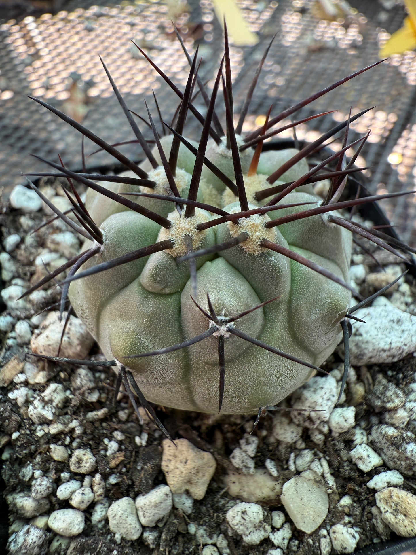 Copiapoa cinerea nice plant rare 852