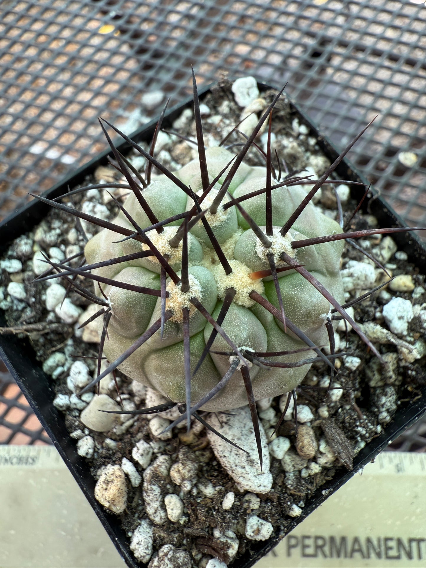 Copiapoa cinerea nice plant rare 852