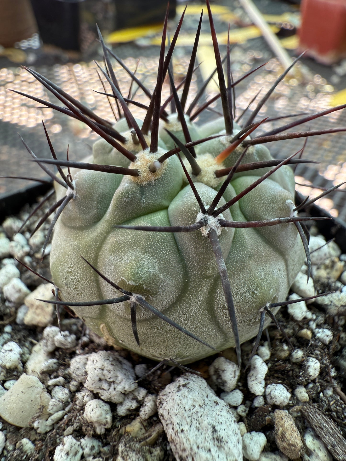 Copiapoa cinerea nice plant rare 852