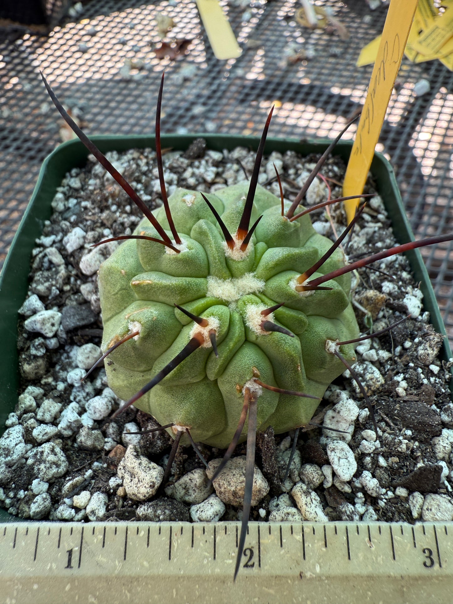 Copiapoa dealbata cactus real nice E93