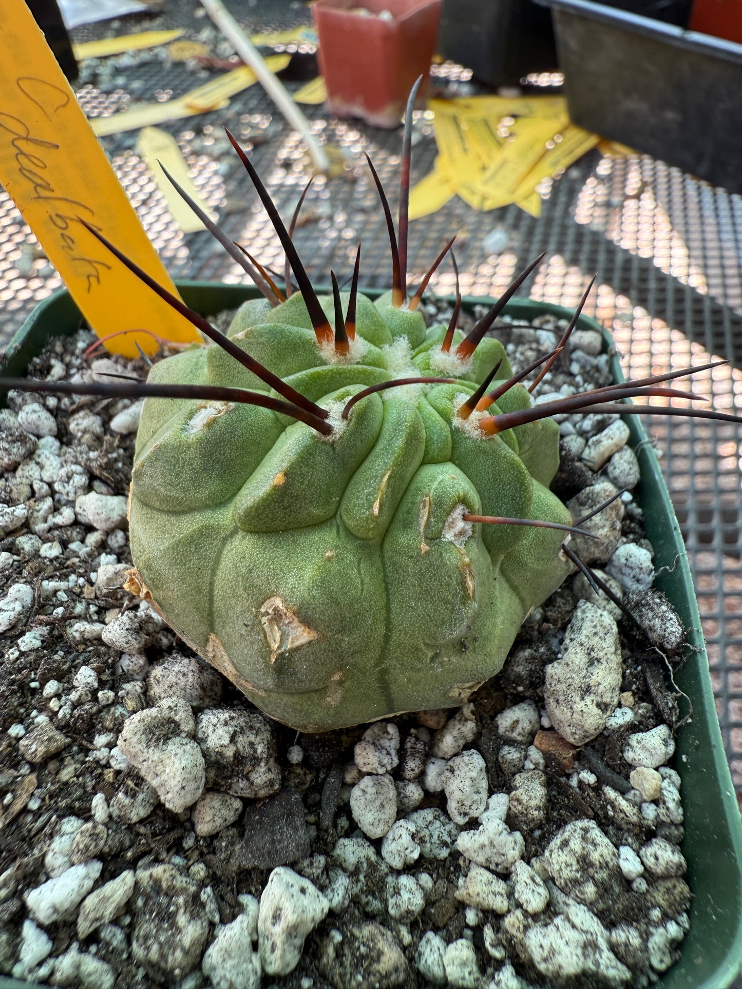 Copiapoa dealbata cactus real nice E93