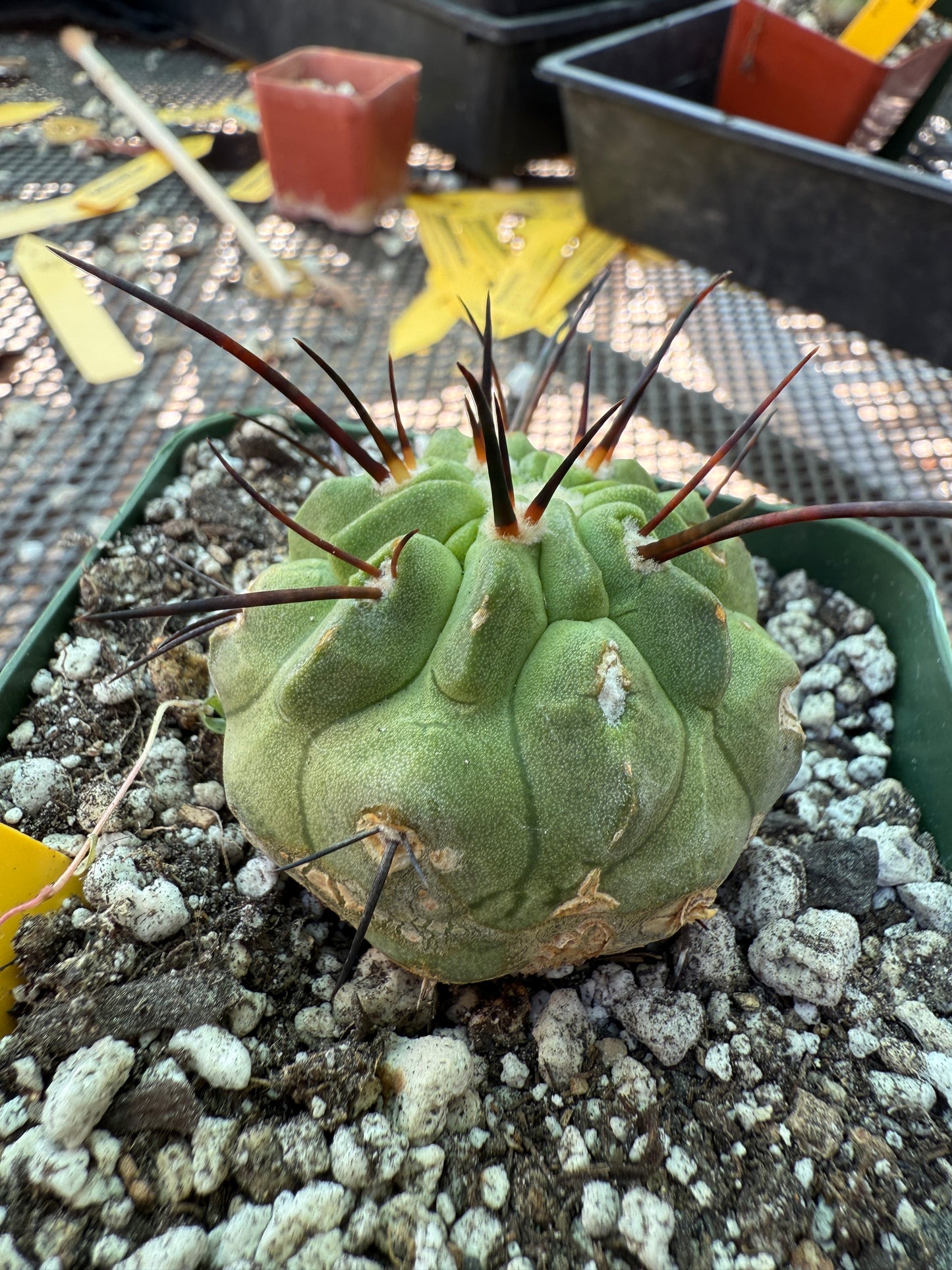 Copiapoa dealbata cactus real nice E93