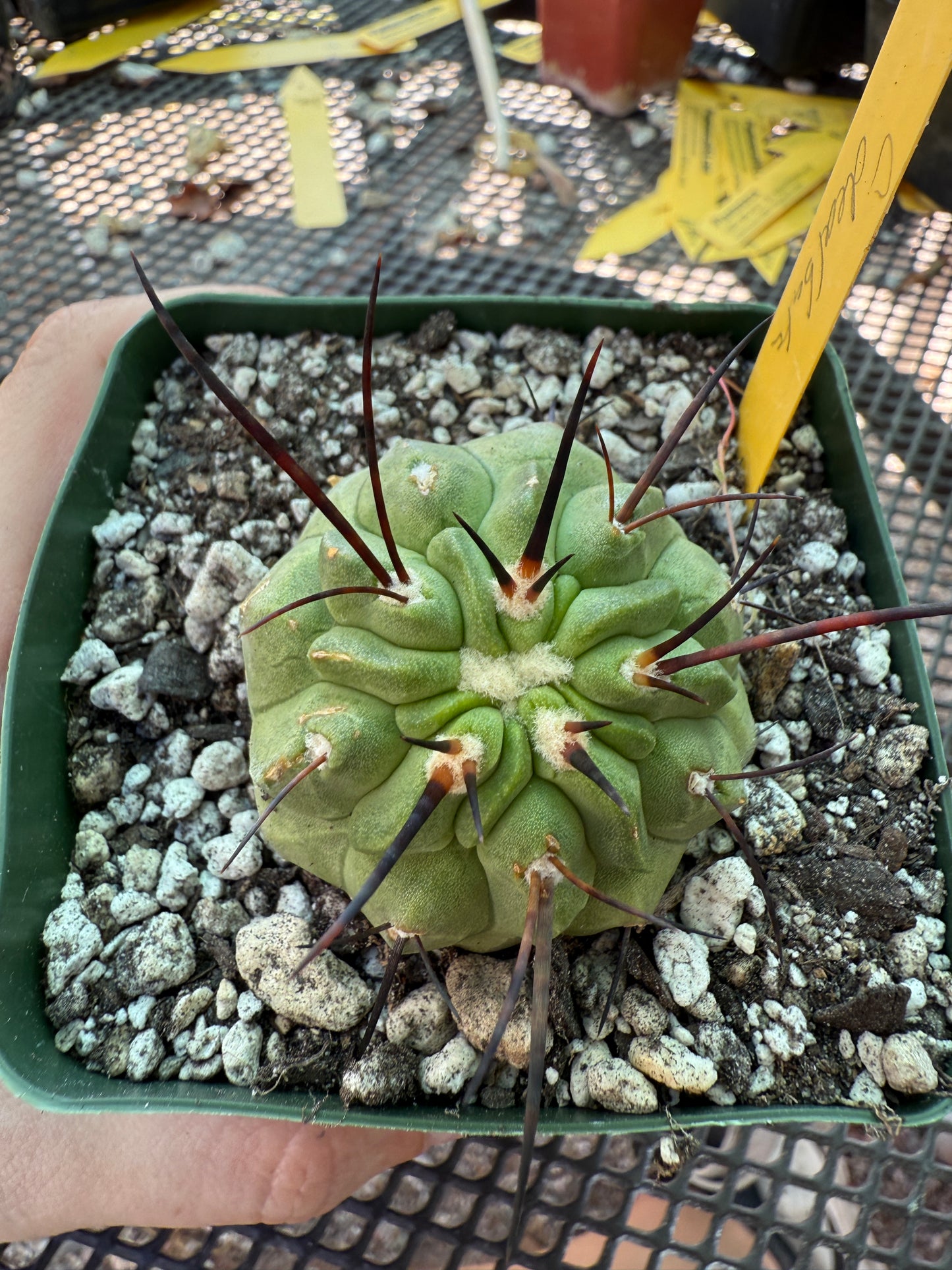 Copiapoa dealbata cactus real nice E93