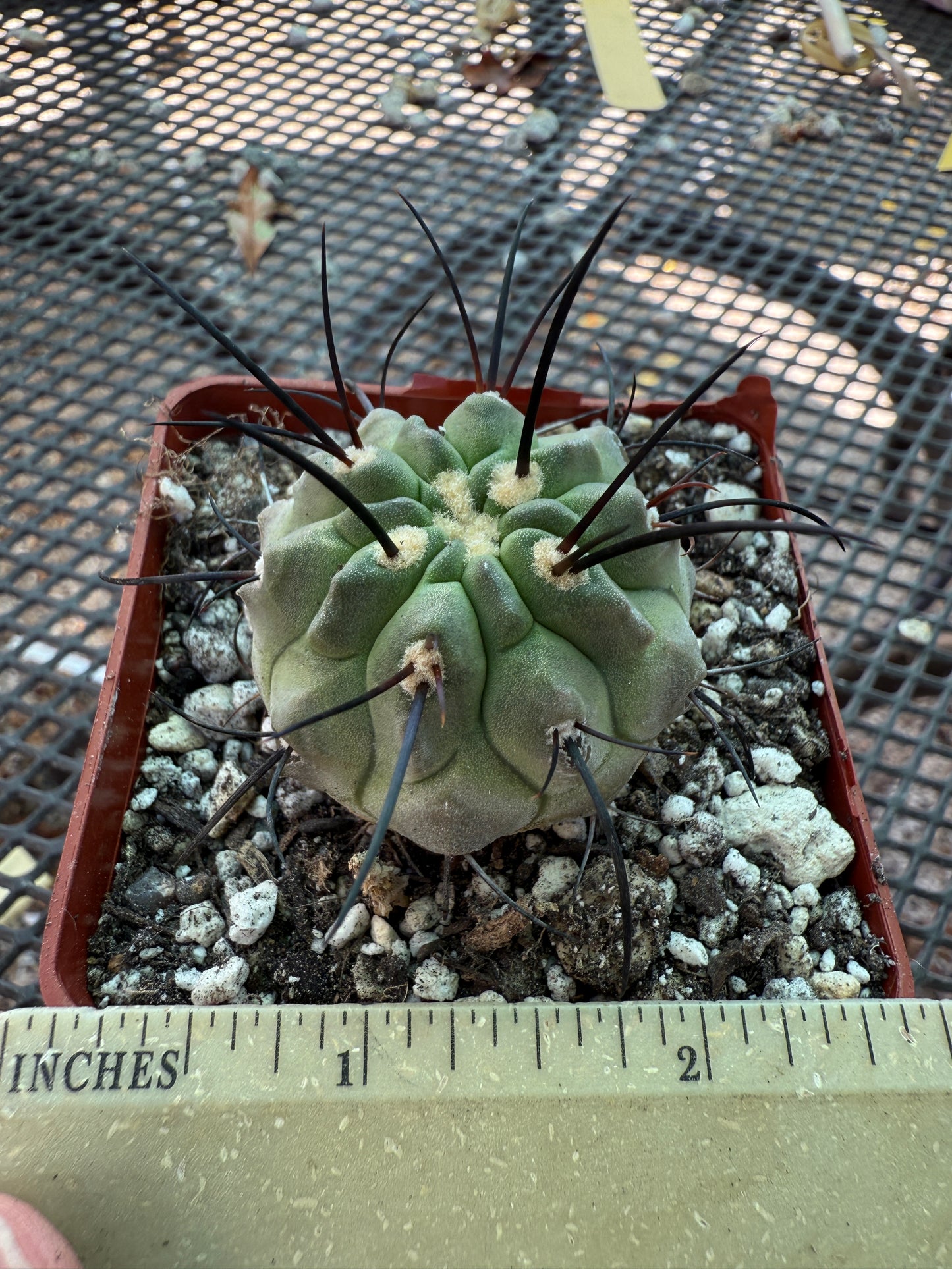 Copiapoa dealbata rare cactus 1840