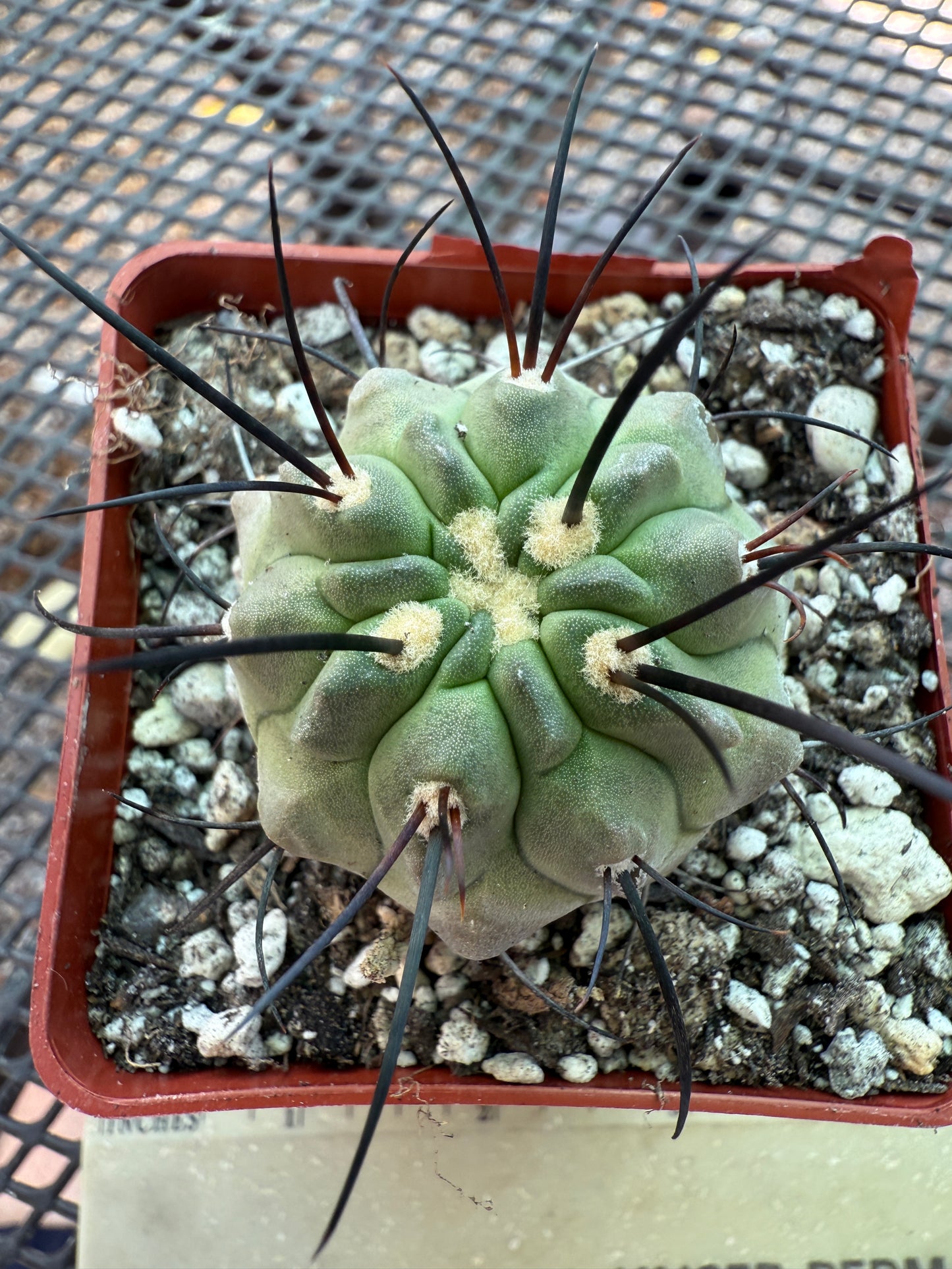 Copiapoa dealbata rare cactus 1840