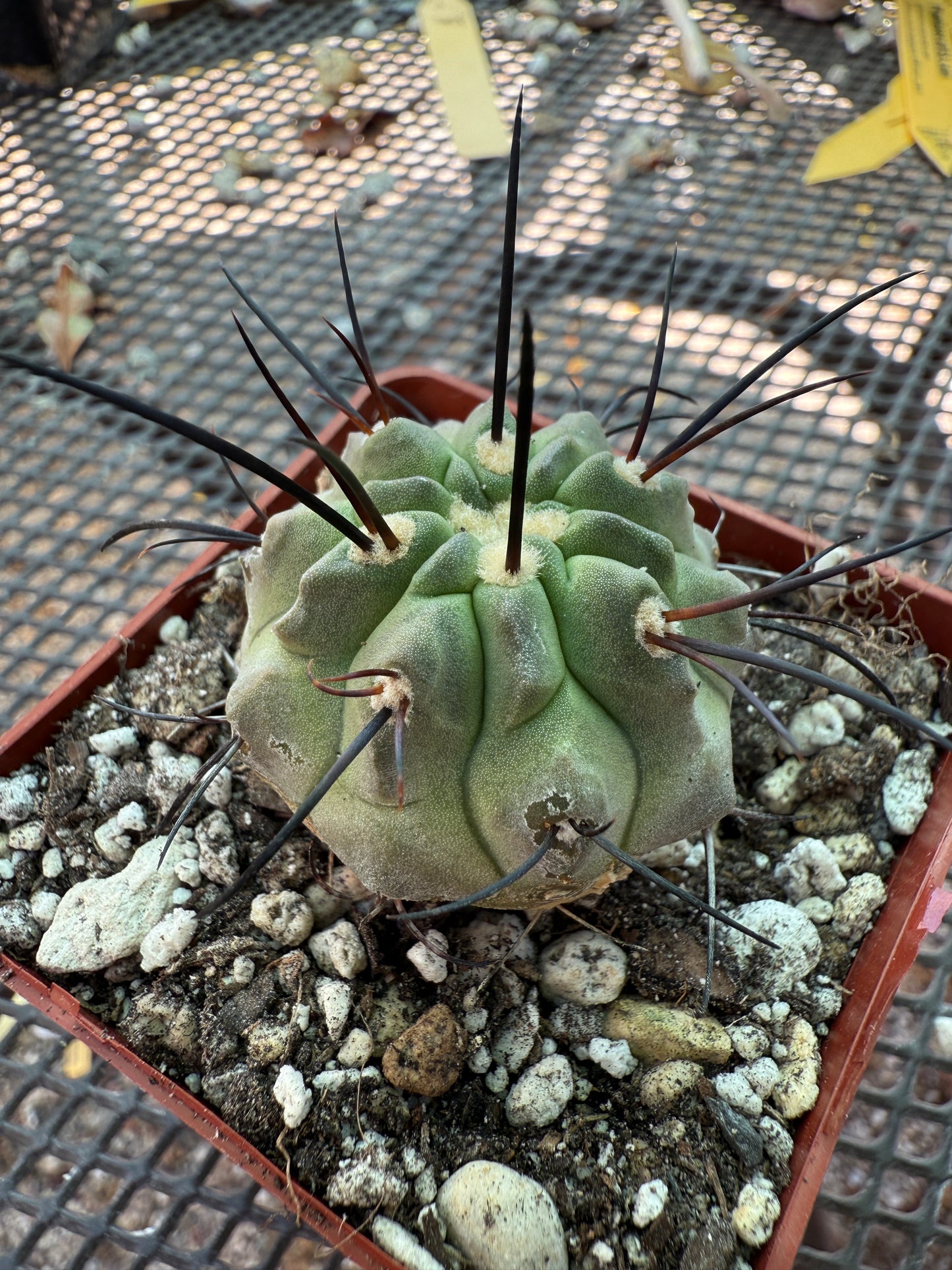Copiapoa dealbata rare cactus 1840