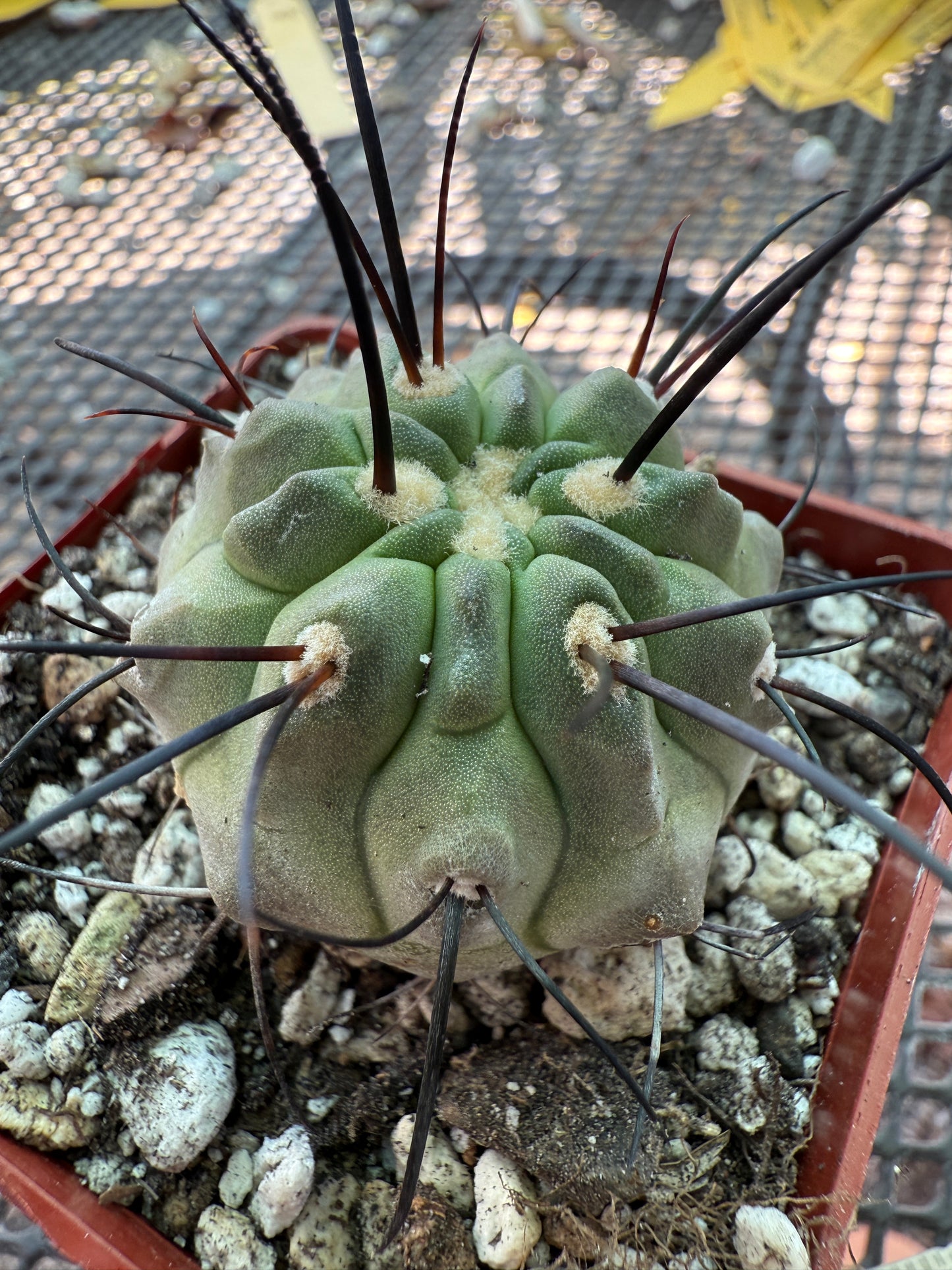 Copiapoa dealbata rare cactus 1840