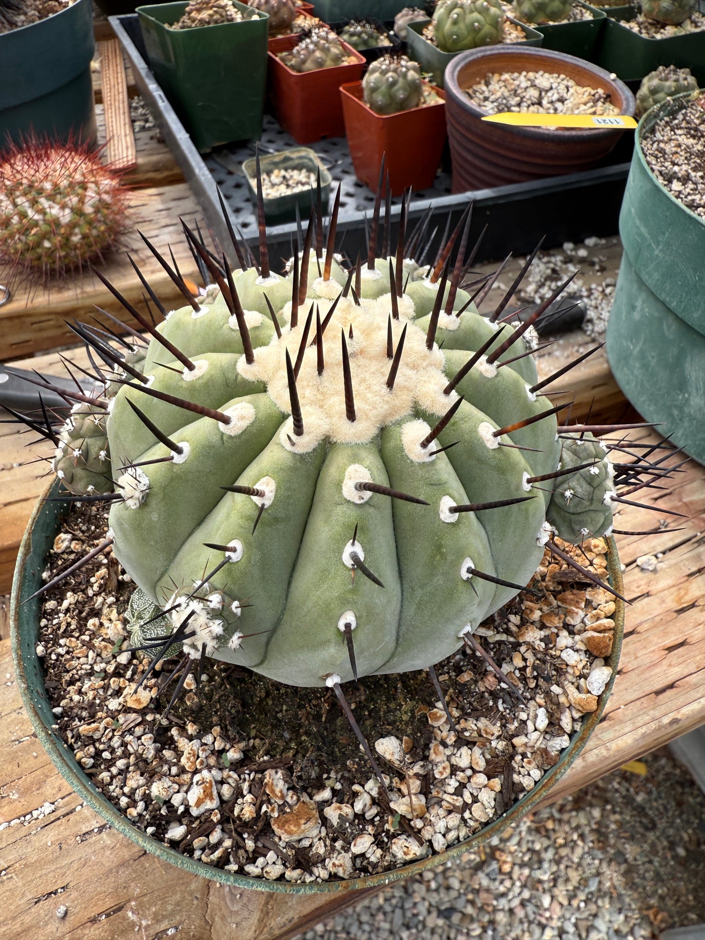 Copiapoa cinerea specimen for Lara