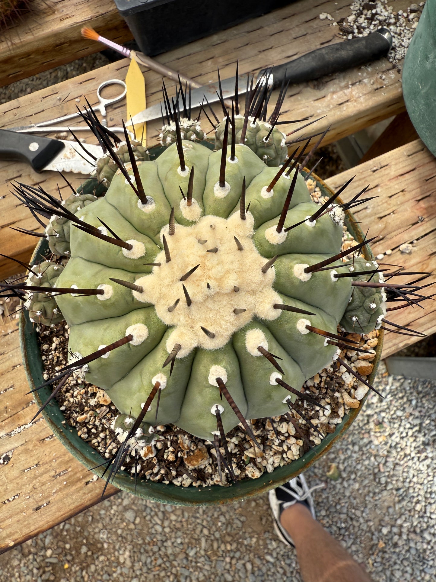 Copiapoa cinerea specimen for Lara