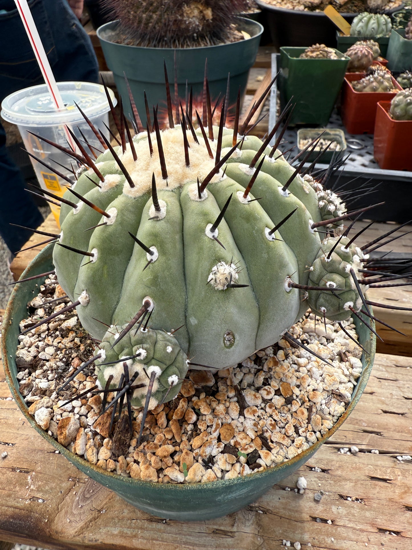 Copiapoa cinerea specimen for Lara
