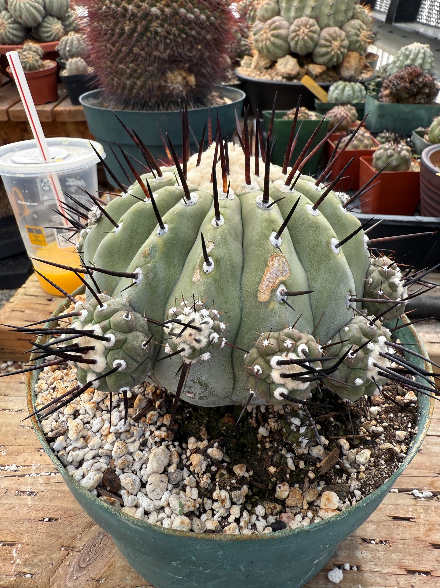 Copiapoa cinerea specimen for Lara