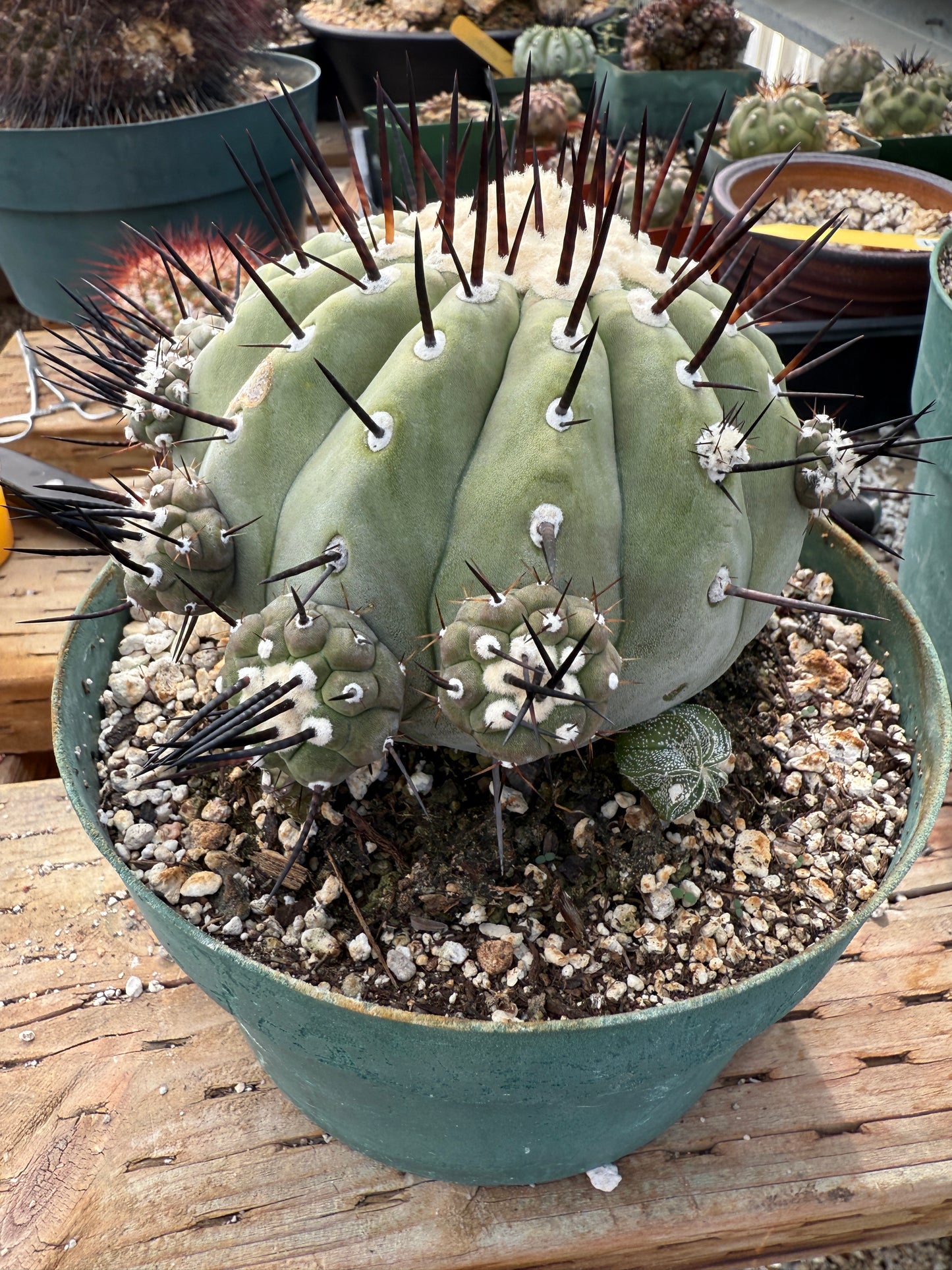 Copiapoa cinerea specimen for Lara