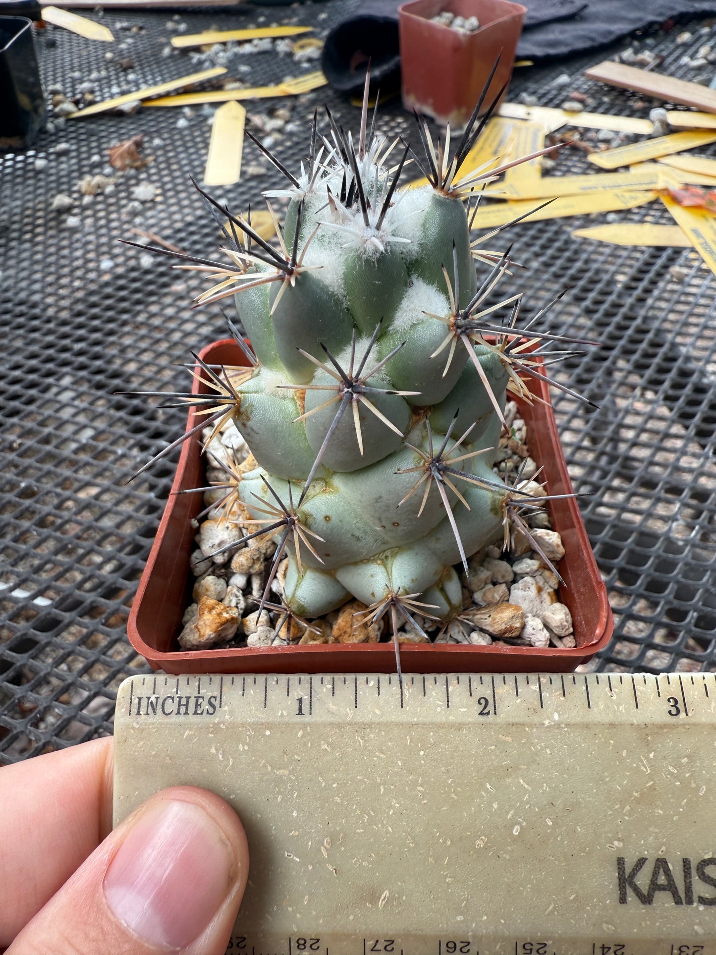 Neolloydia matehuaensis large 211