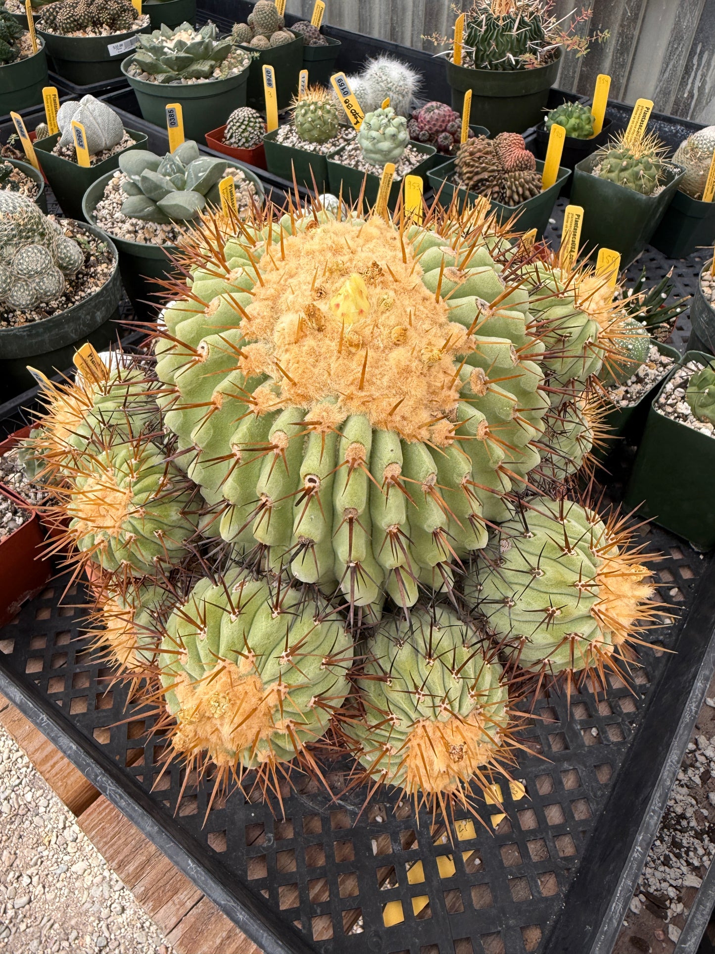 Copiapoa columna alba