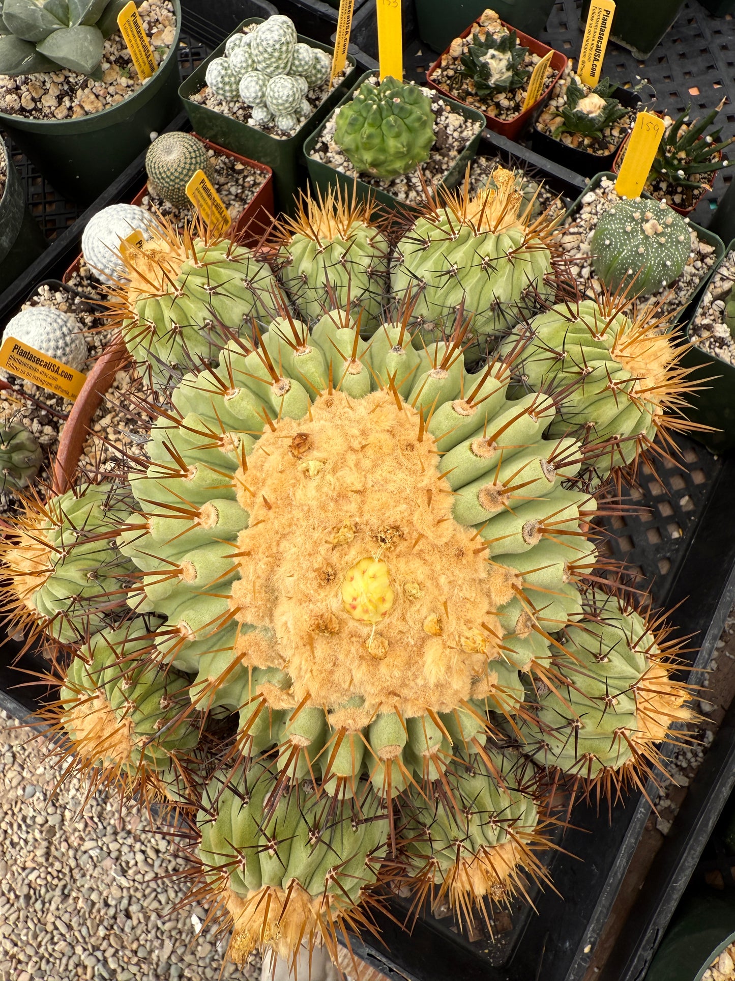 Copiapoa columna alba