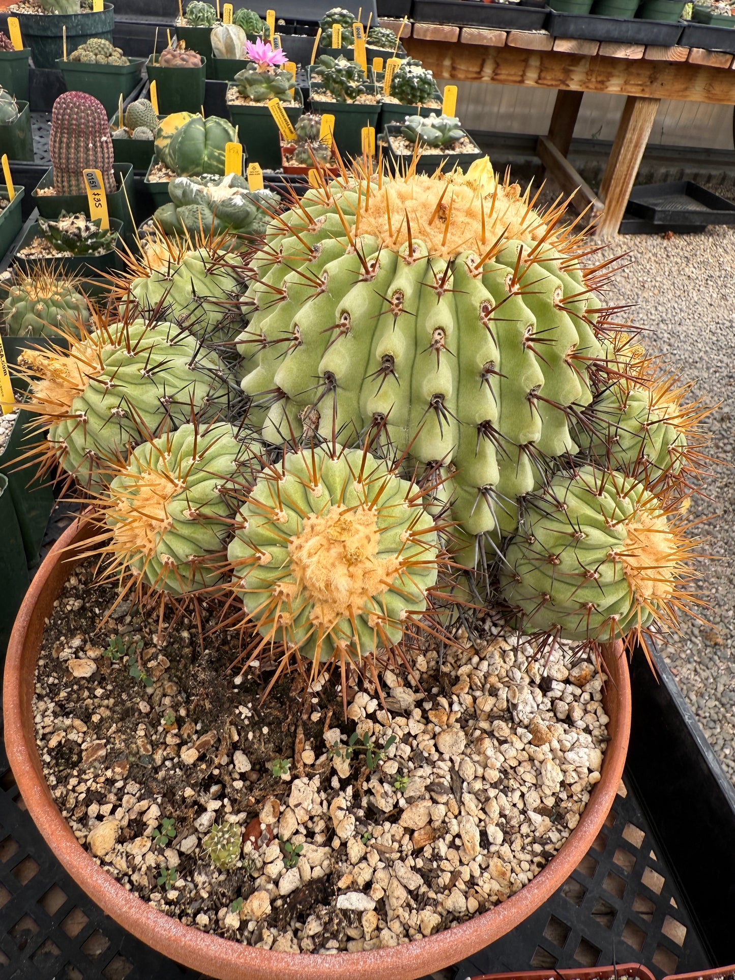 Copiapoa columna alba