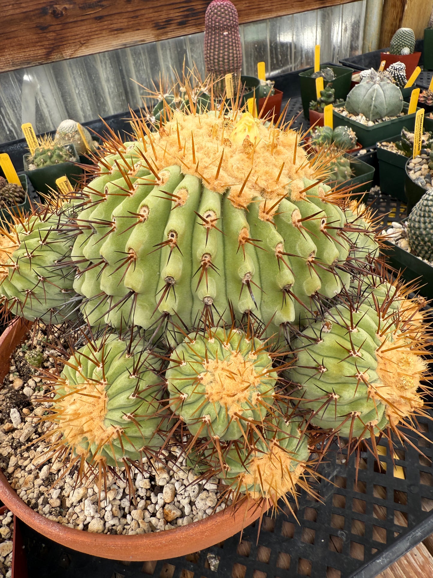 Copiapoa columna alba