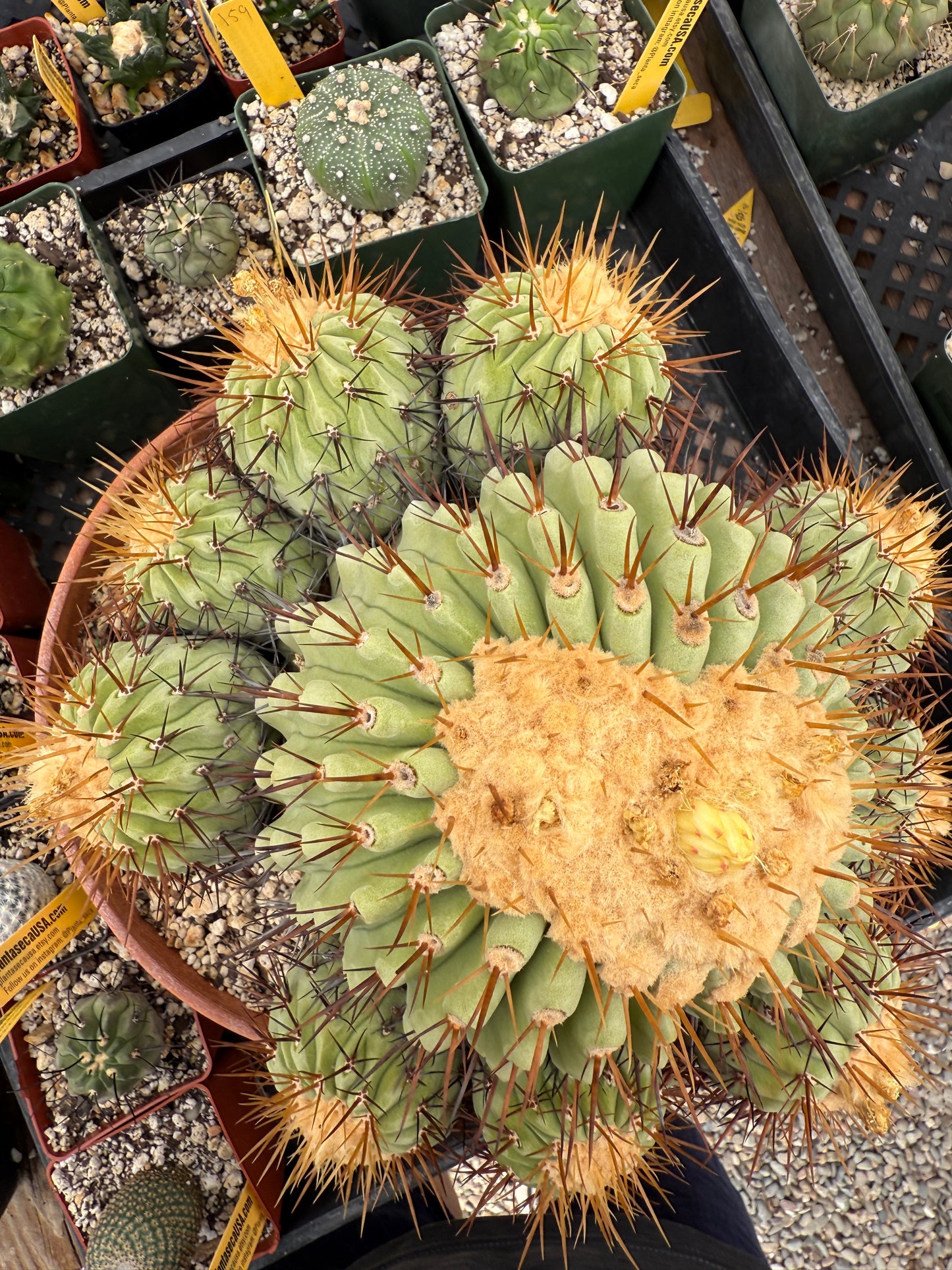 Copiapoa columna alba