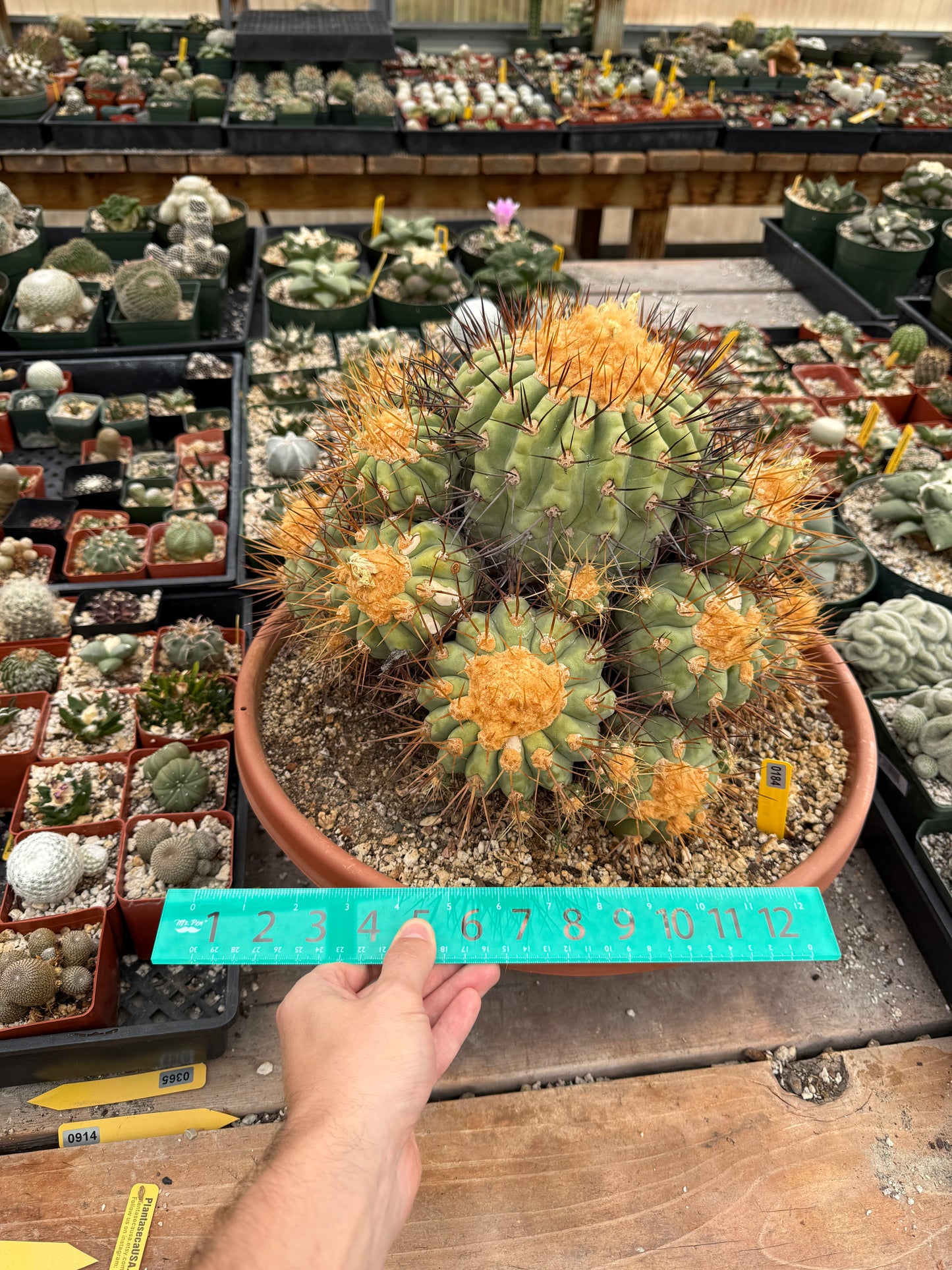 Copiapoa gigantea specimen