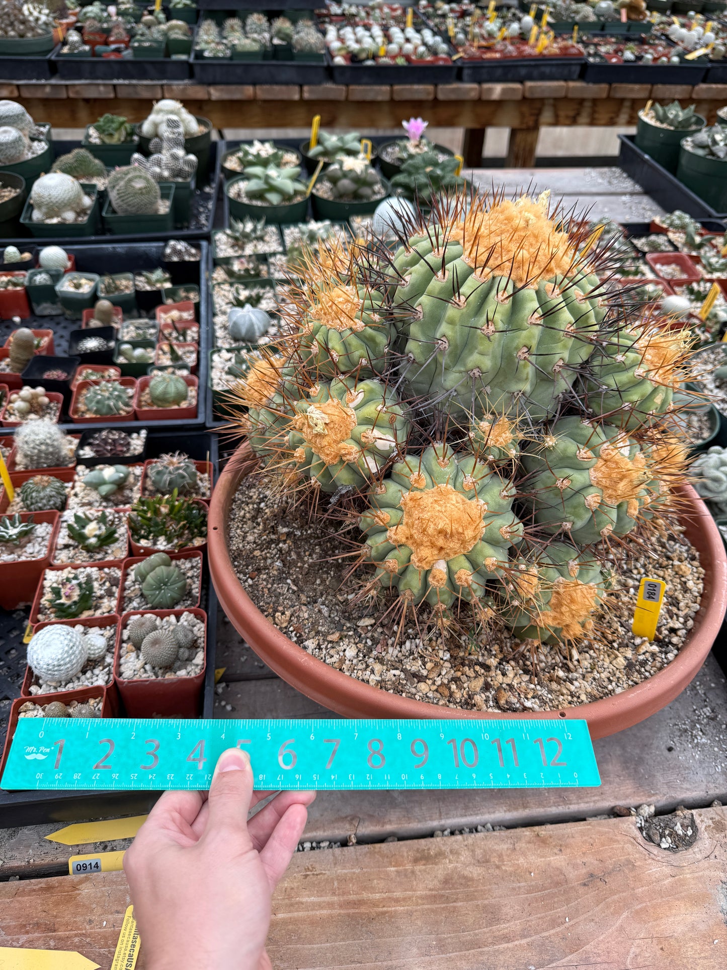 Copiapoa gigantea specimen