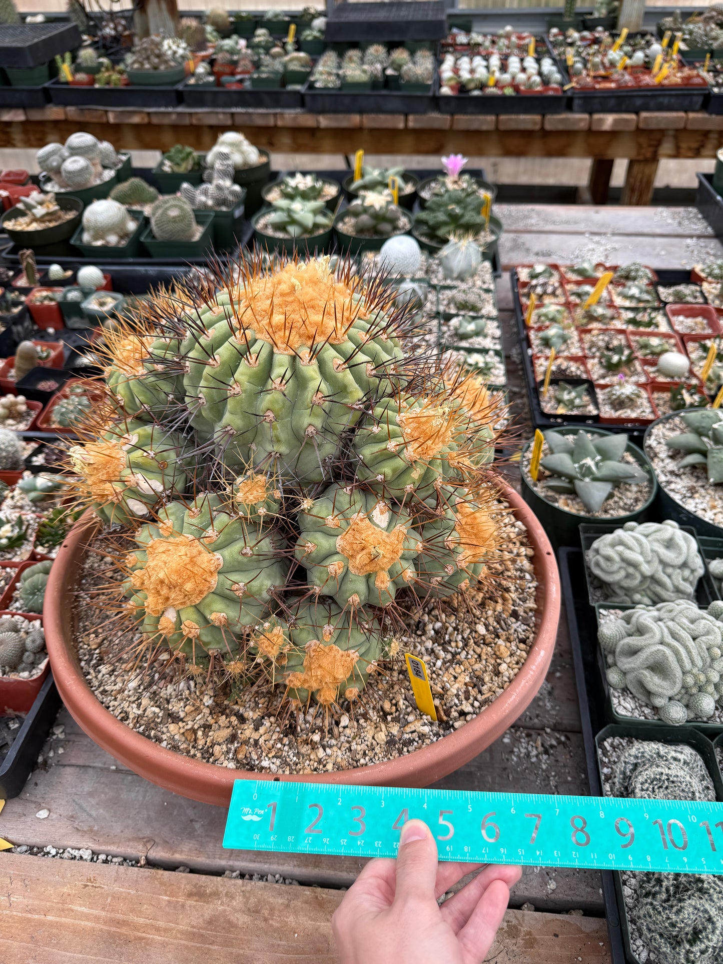 Copiapoa gigantea specimen