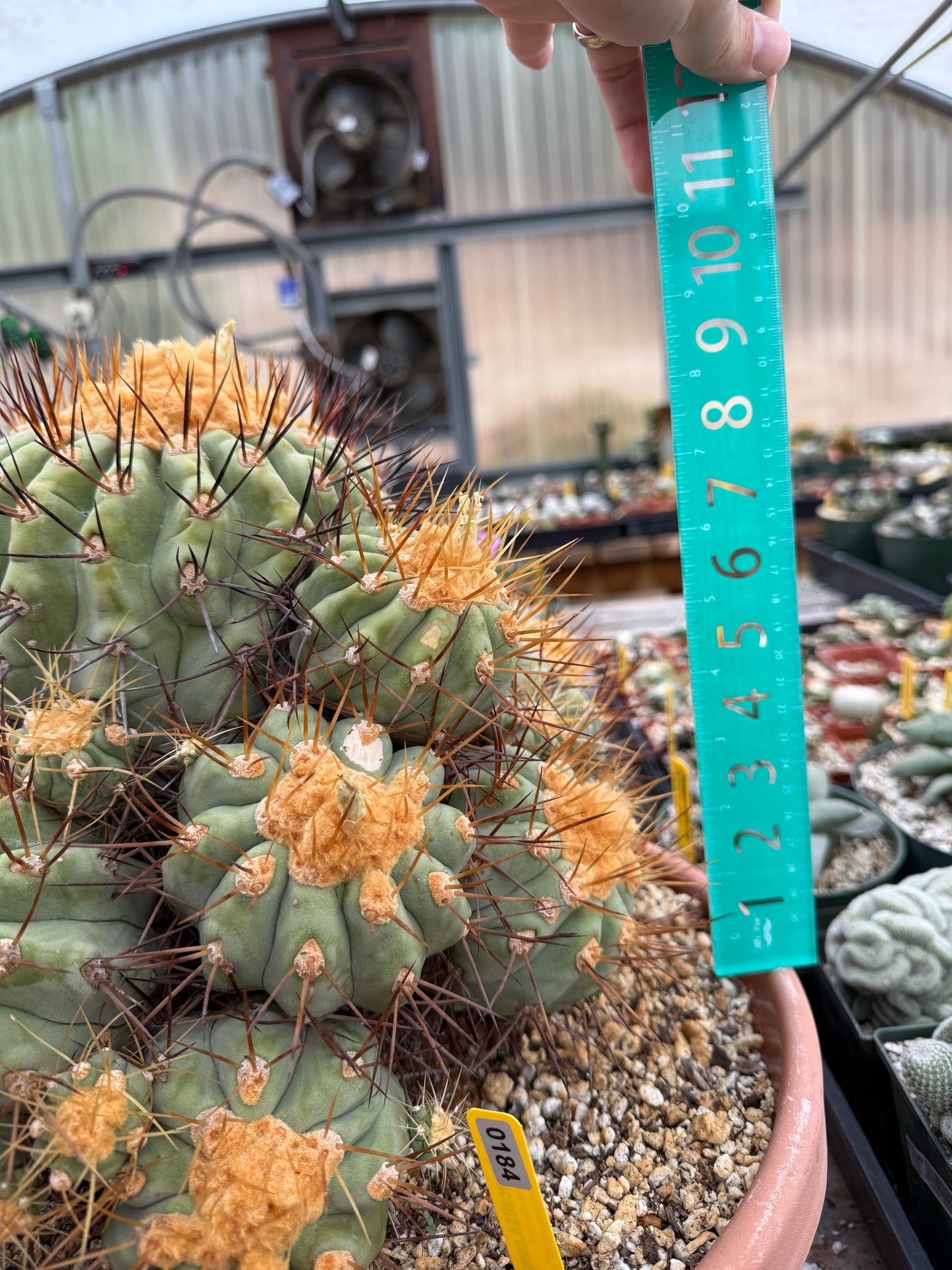 Copiapoa gigantea specimen