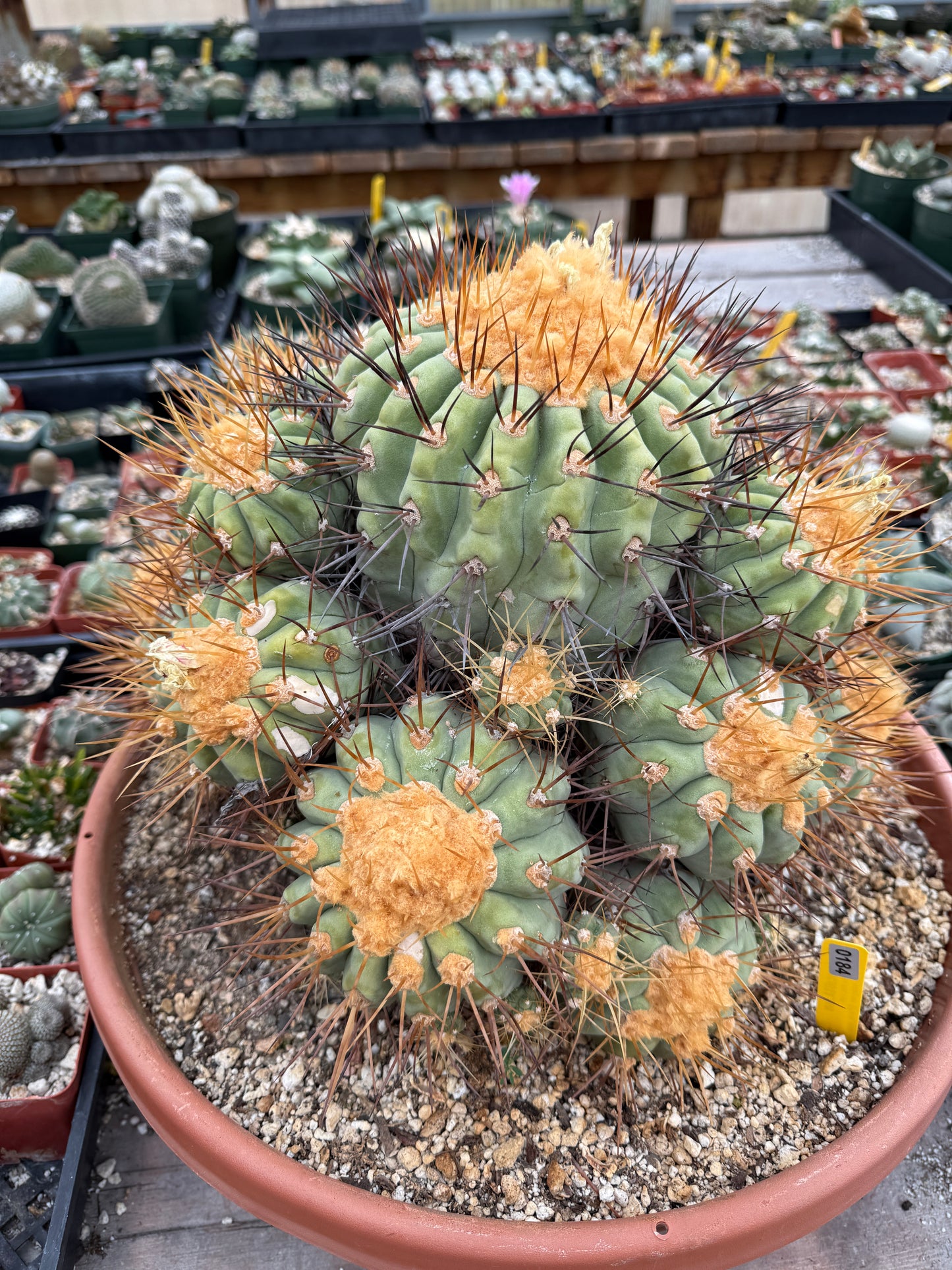 Copiapoa gigantea specimen