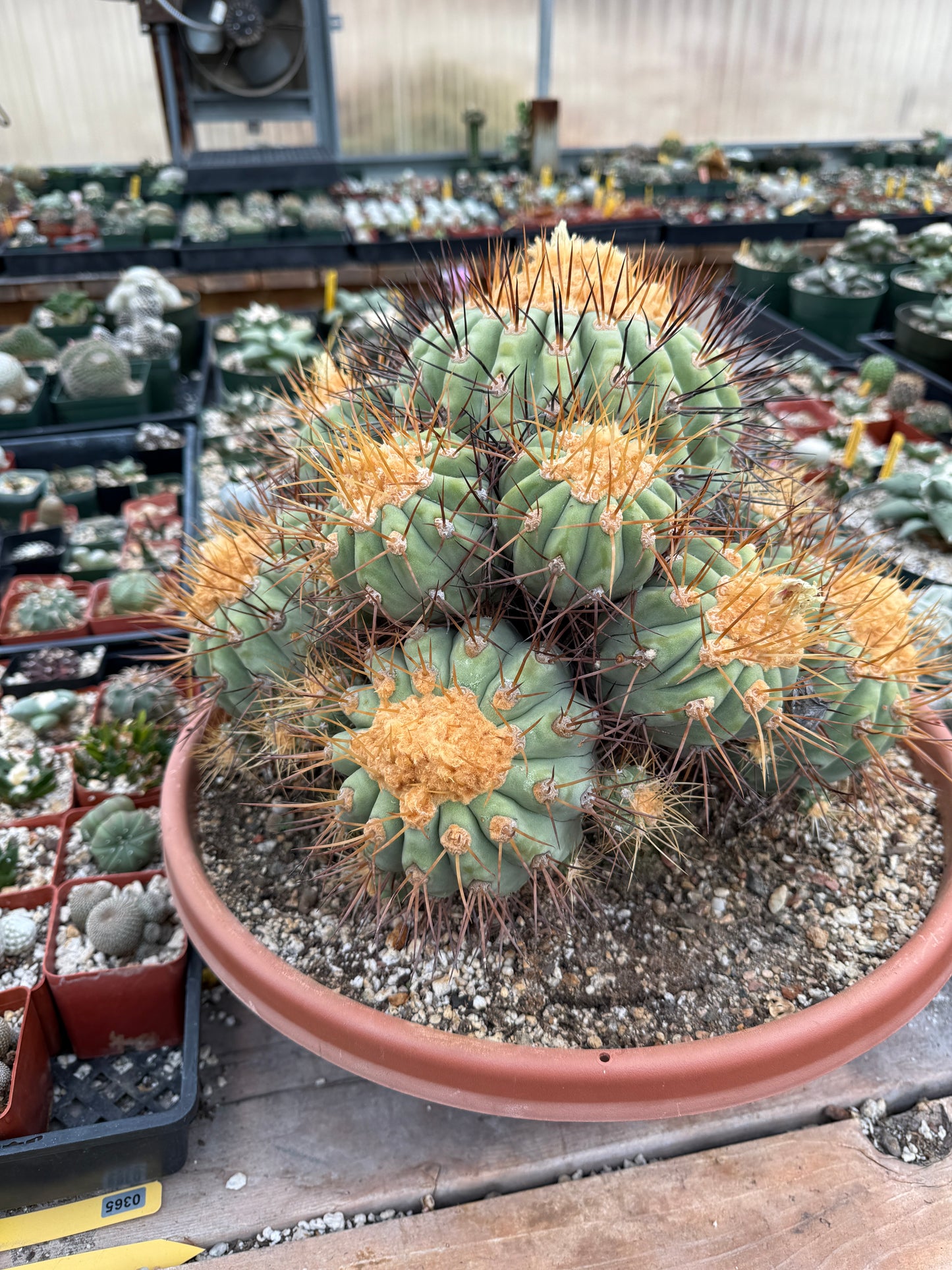 Copiapoa gigantea specimen