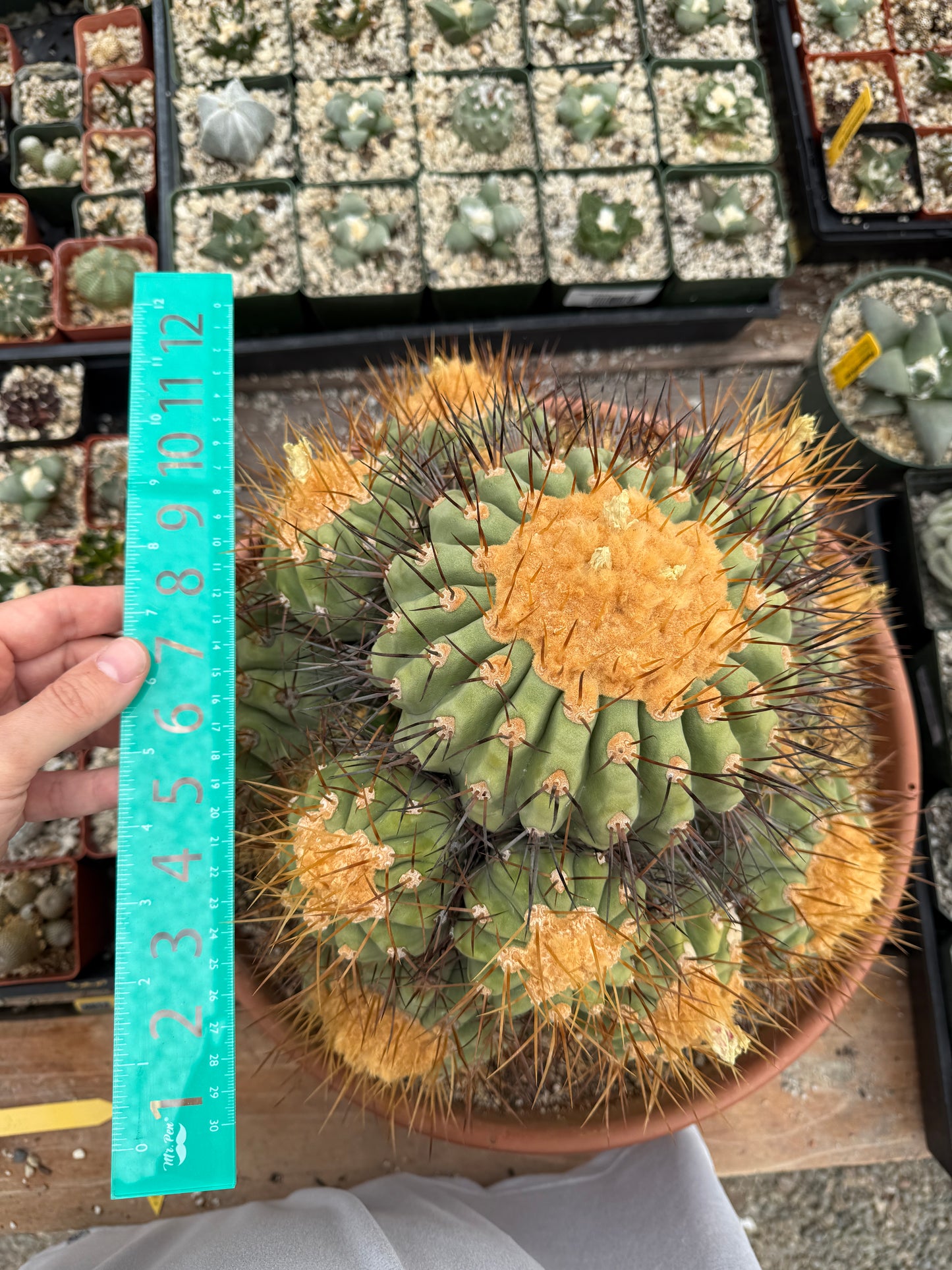 Copiapoa gigantea specimen