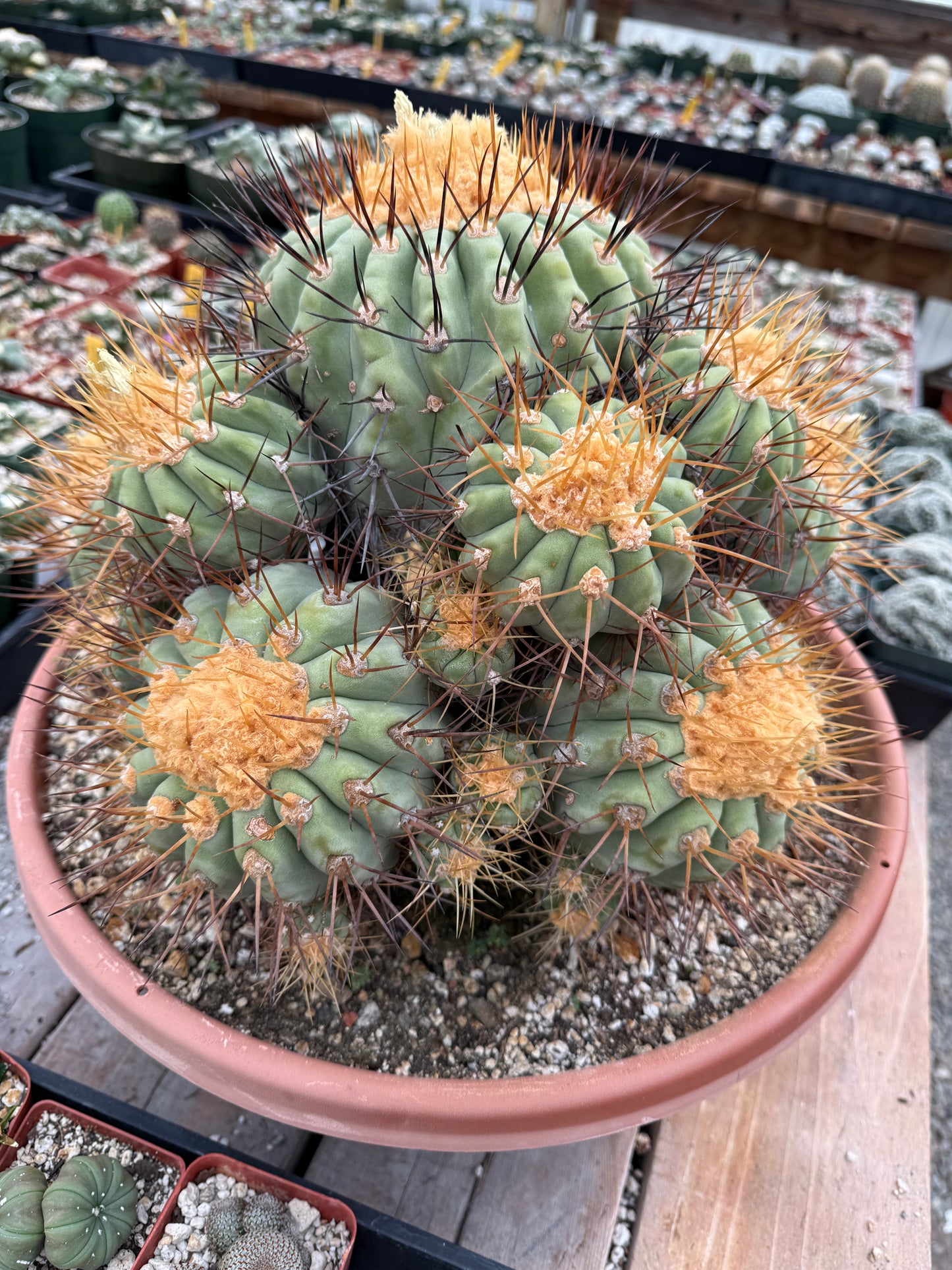 Copiapoa gigantea specimen