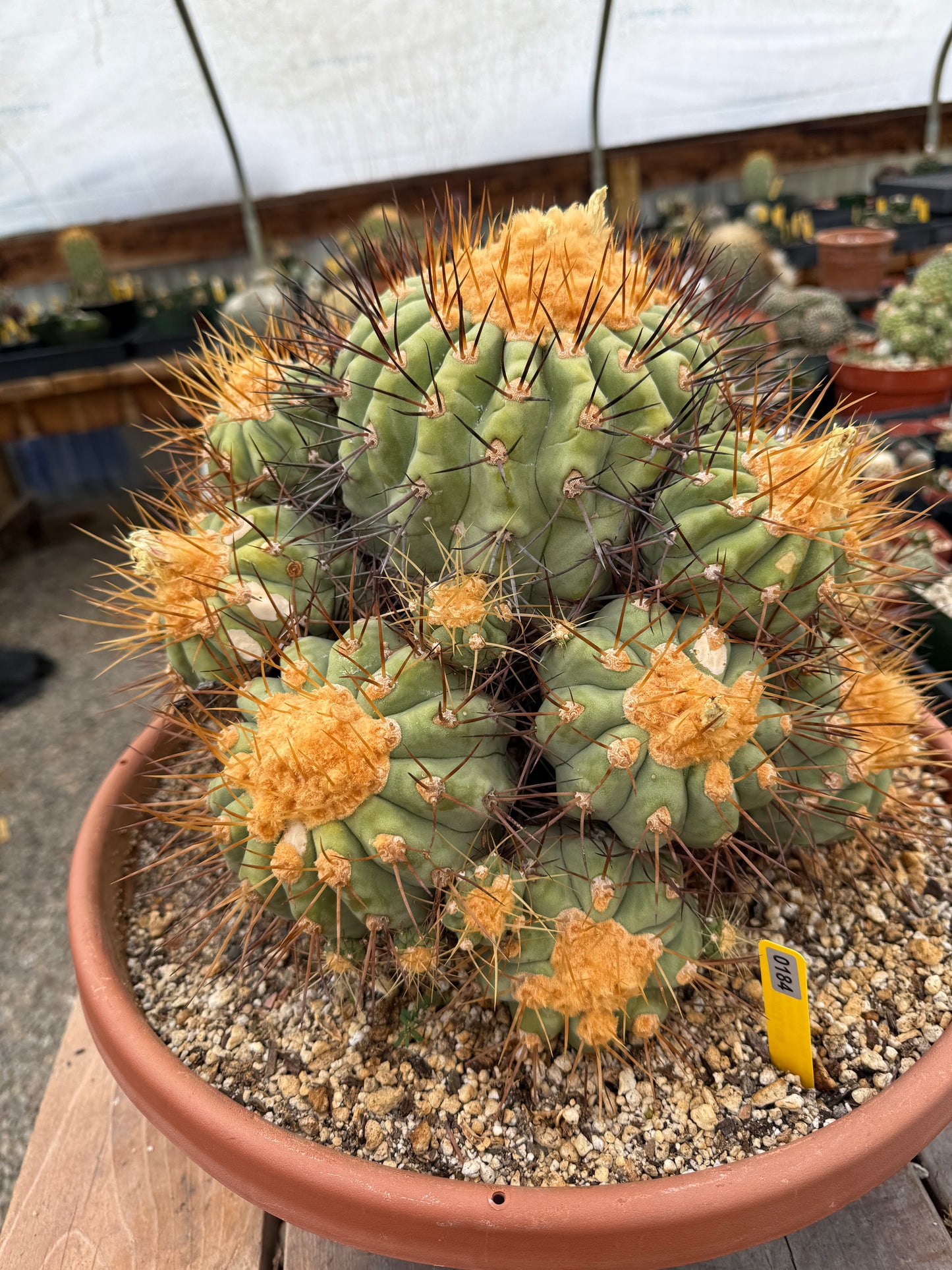 Copiapoa gigantea specimen