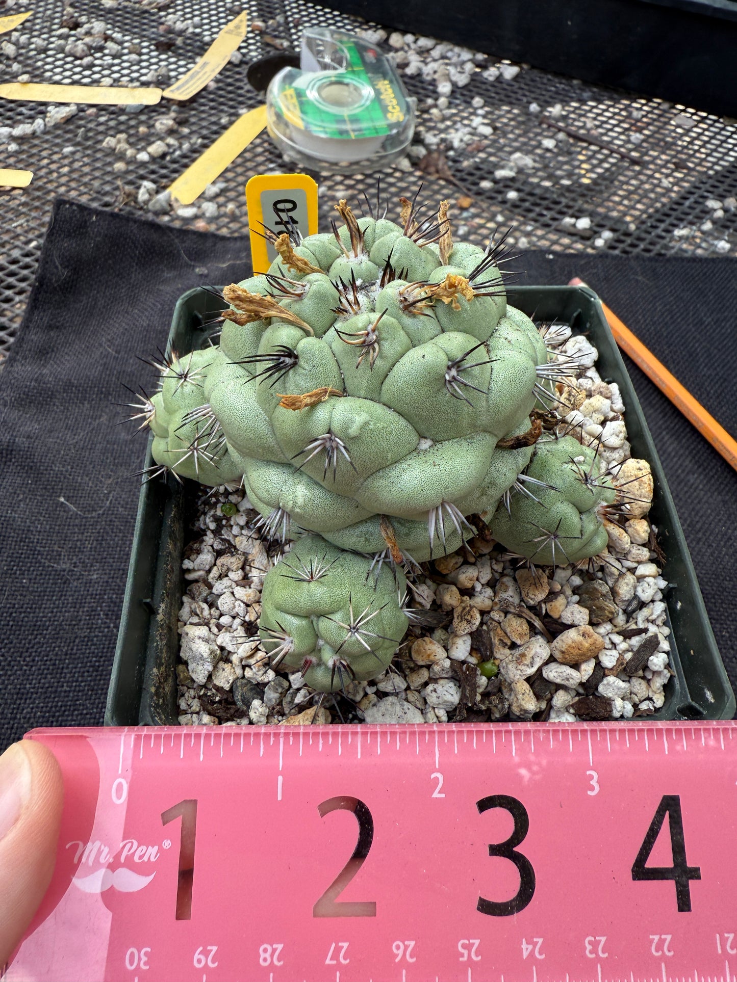 Ortegocactus macdougalii specimen 186 very nice and clean