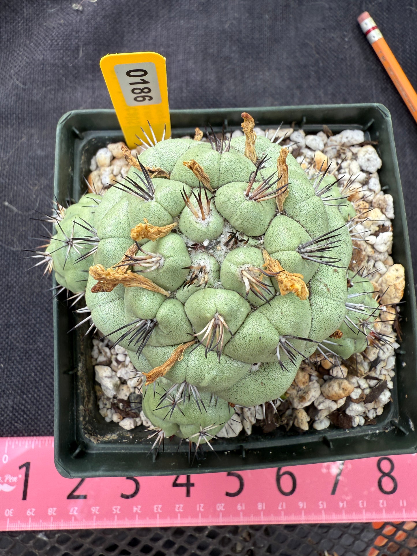 Ortegocactus macdougalii specimen 186 very nice and clean