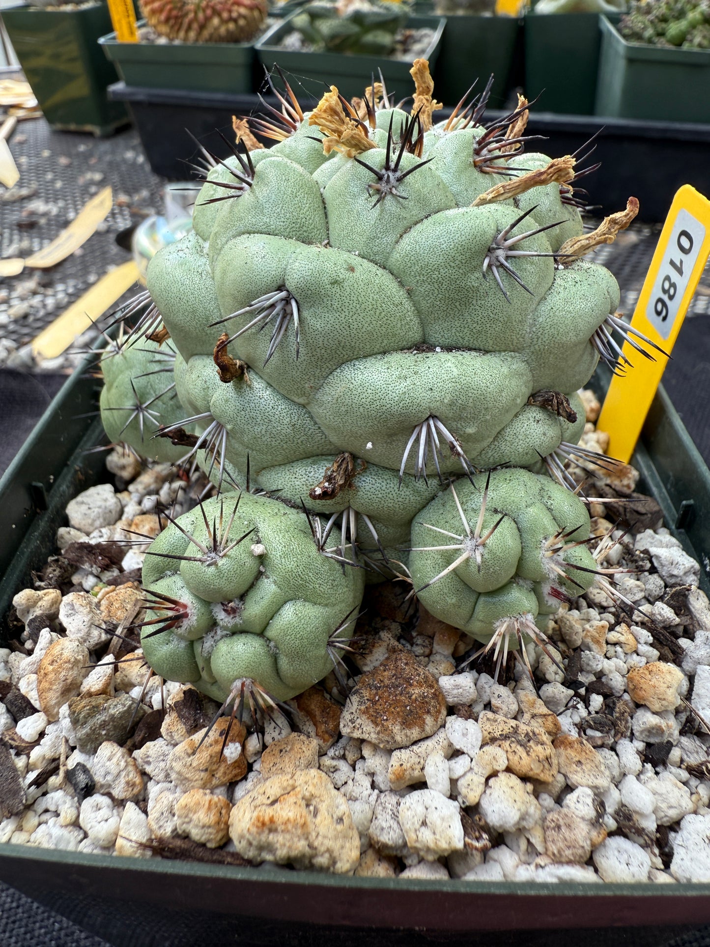 Ortegocactus macdougalii specimen 186 very nice and clean
