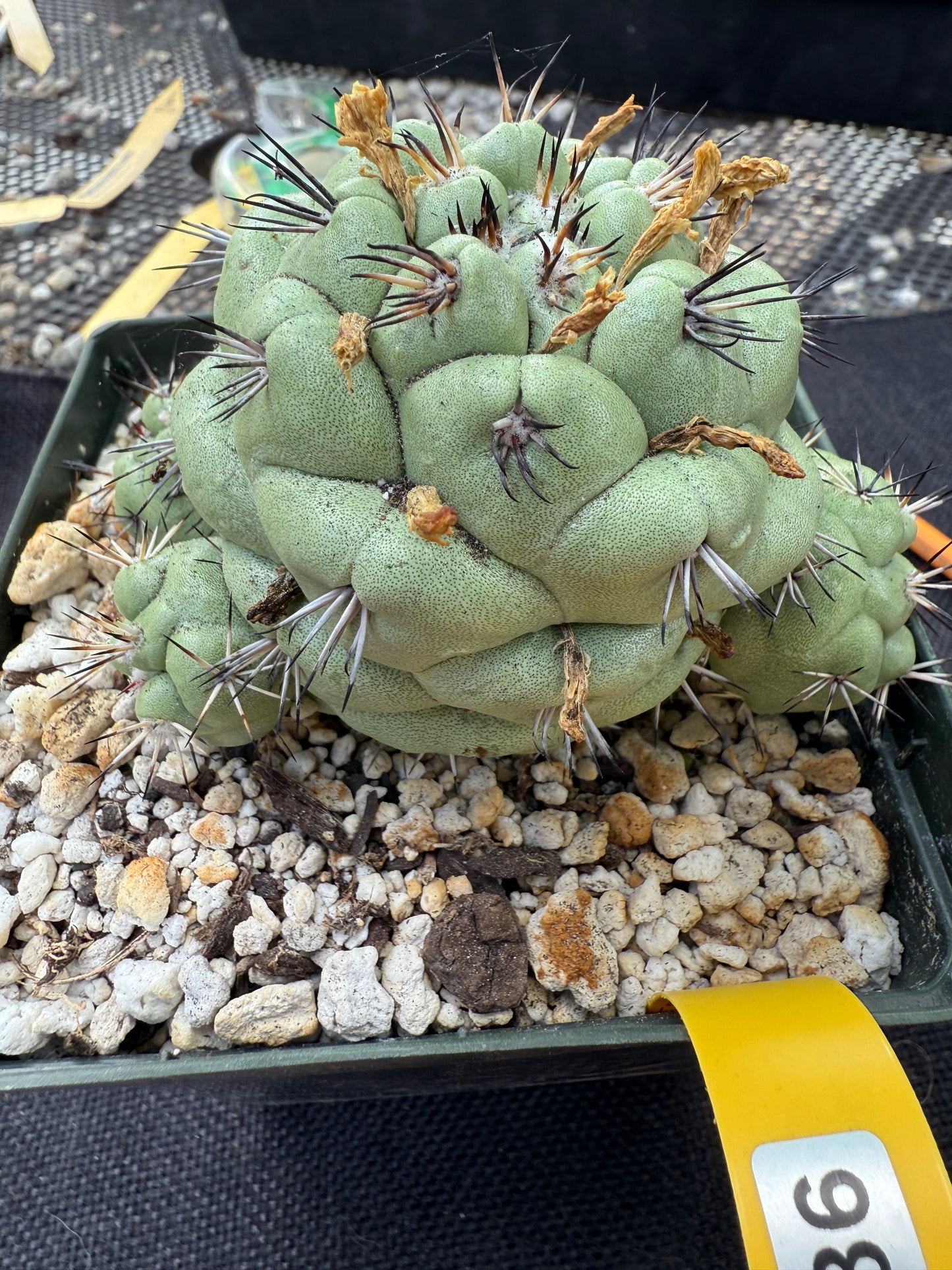 Ortegocactus macdougalii specimen 186 very nice and clean